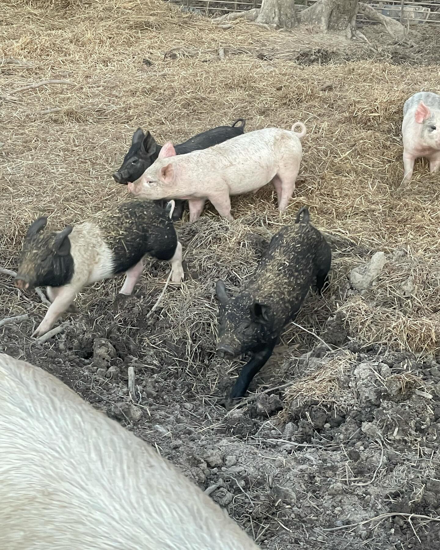 UFD  uncut boars due to be cut 1/26/24.  Reserve yours today.  Also, feeder pigs available. Contact is for more info.