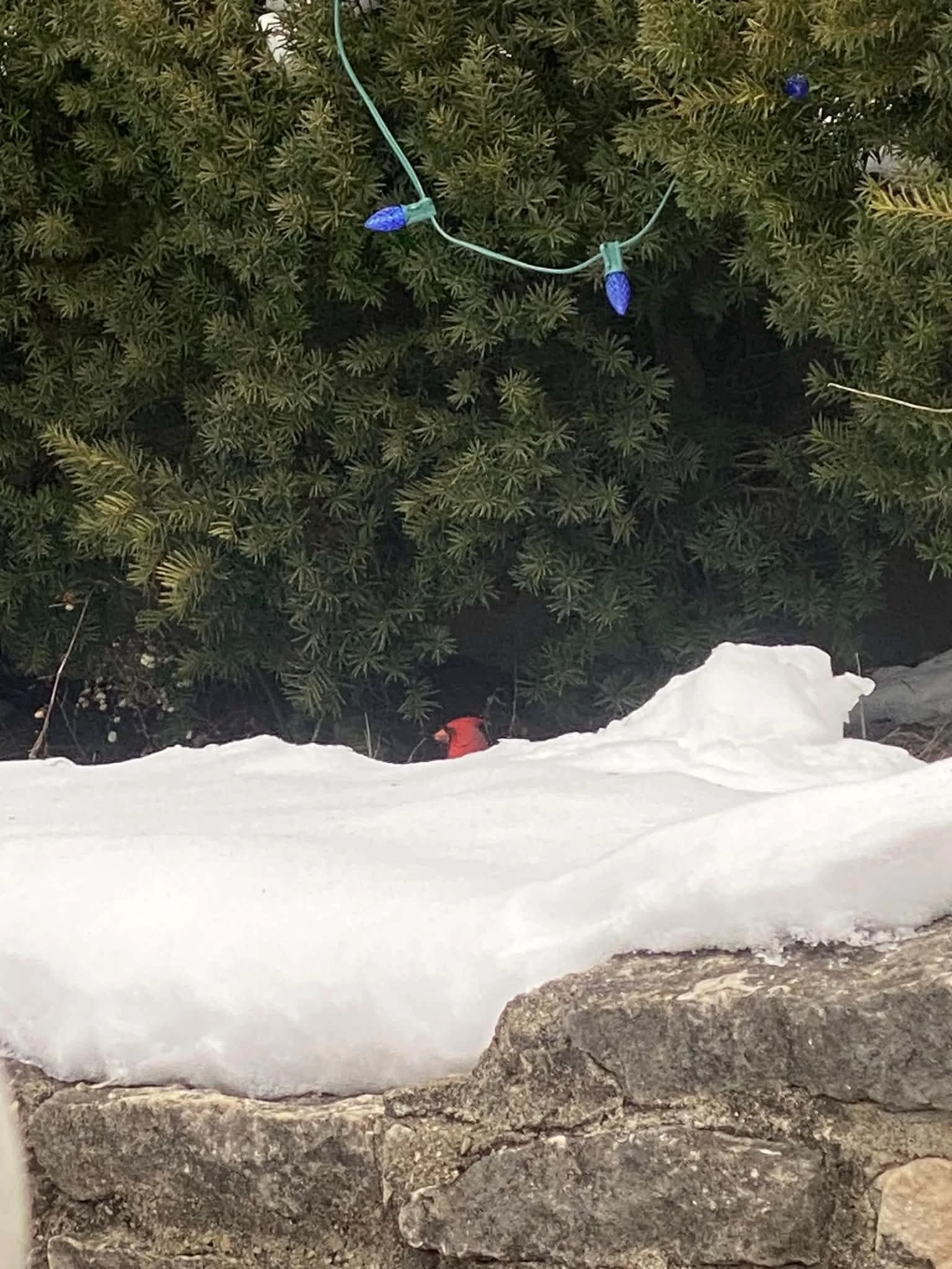 A snow-covered ground with rocks and a green shrub decorated with blue Christmas string lights.