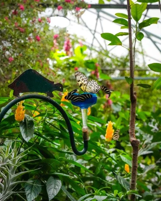 IMG_2274 Medium.jpeg