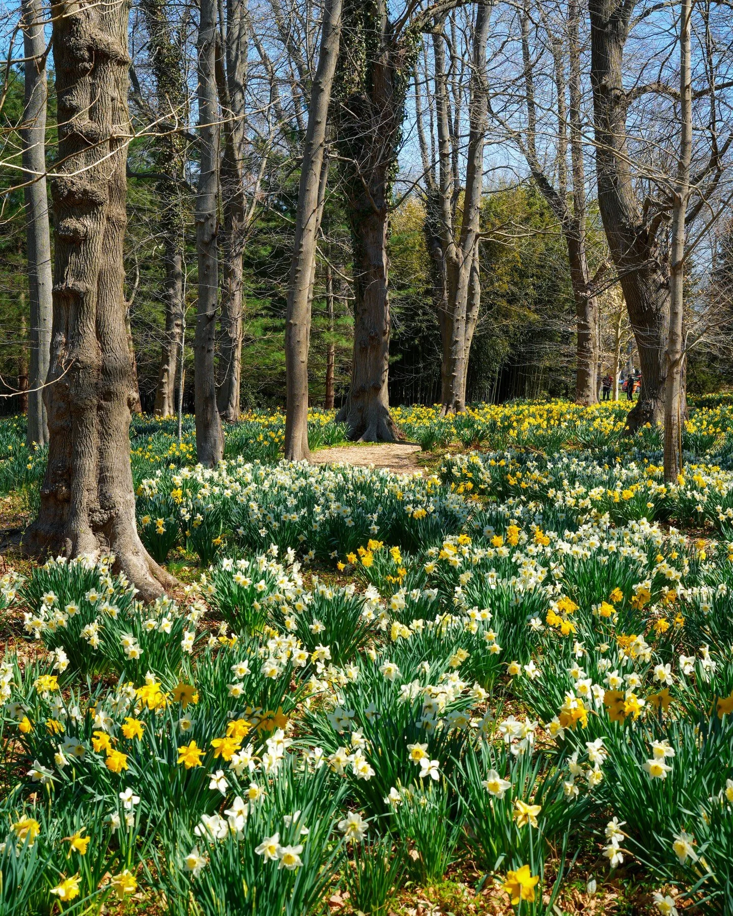 Spring at Blithewold is pure magic 🌼✨

📍 Set along Narragansett Bay in Bristol, Rhode Island, Blithewold Mansion, Gardens &amp; Arboretum is the perfect springtime destination.

🌼 You&rsquo;ll find thousands of daffodils in bloom across this histo
