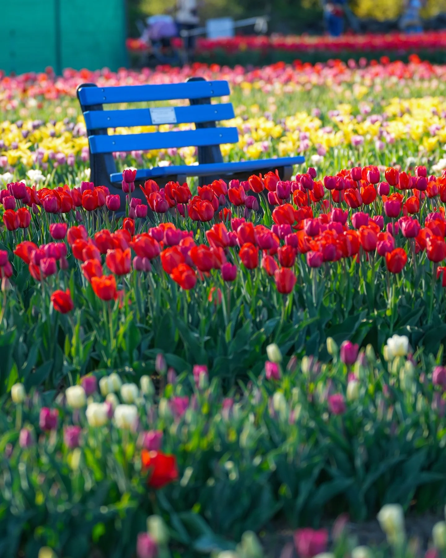 If you love tulips, this is a must-visit spring destination 🌷

📍 Wicked Tulips Flower Farm is the ultimate tulip experience, with hundreds of thousands of stunning blooms.

Choose from two locations: Preston, Connecticut, or their brand-new farm in