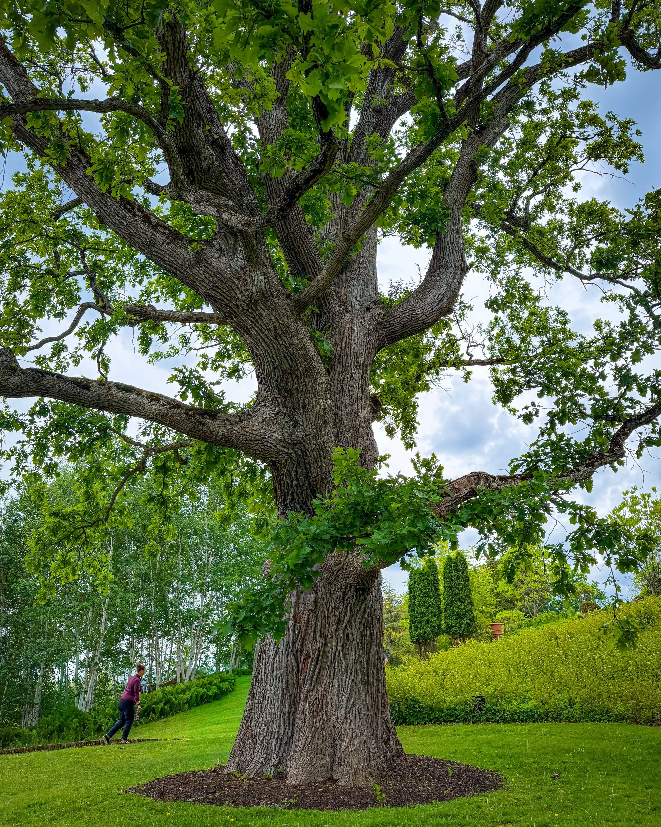 Whether you're a history lover, garden enthusiast, or looking for a fun day trip, this Berkshires property is the perfect spot! 🌱

📍Naumkeag in Stockbridge, MA is a historic @thetrustees property featuring a 44-room home set among some of the most 