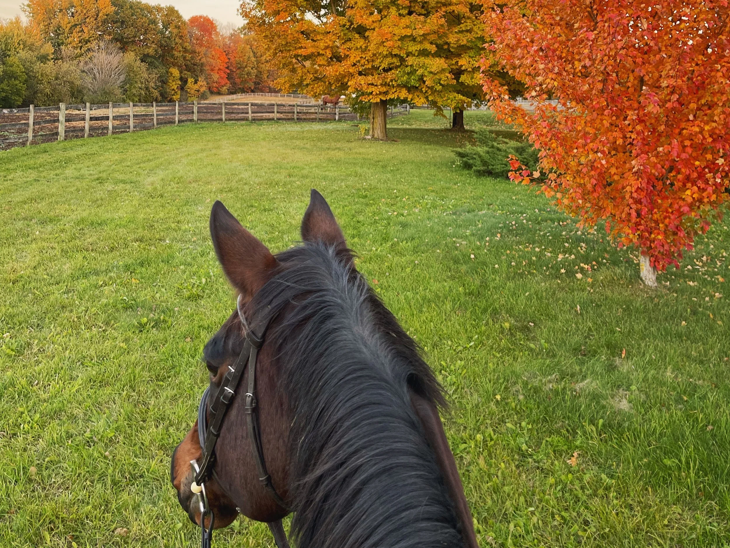 The photo shows a dog with pointed ears in the foreground looking out onto a grassy area with trees. The trees have vibrant autumn foliage in shades of orange, yellow, and red. A brown horse is visible in the background near a wooden fence, with more