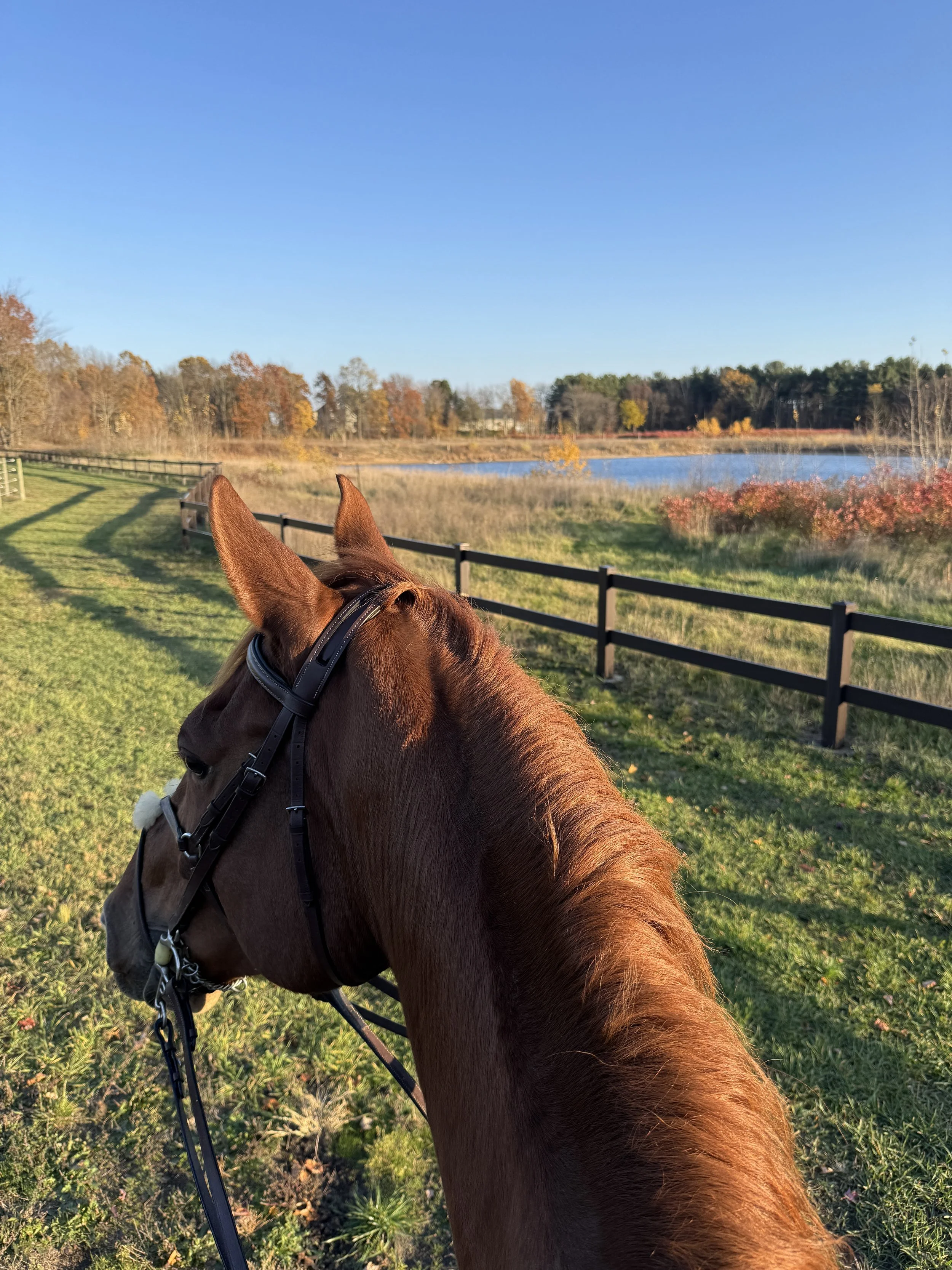 The photo shows the head and ears of a brown horse with a black bridle, overlooking a fenced grassy area near a lake, with trees displaying fall foliage under a clear blue sky.
