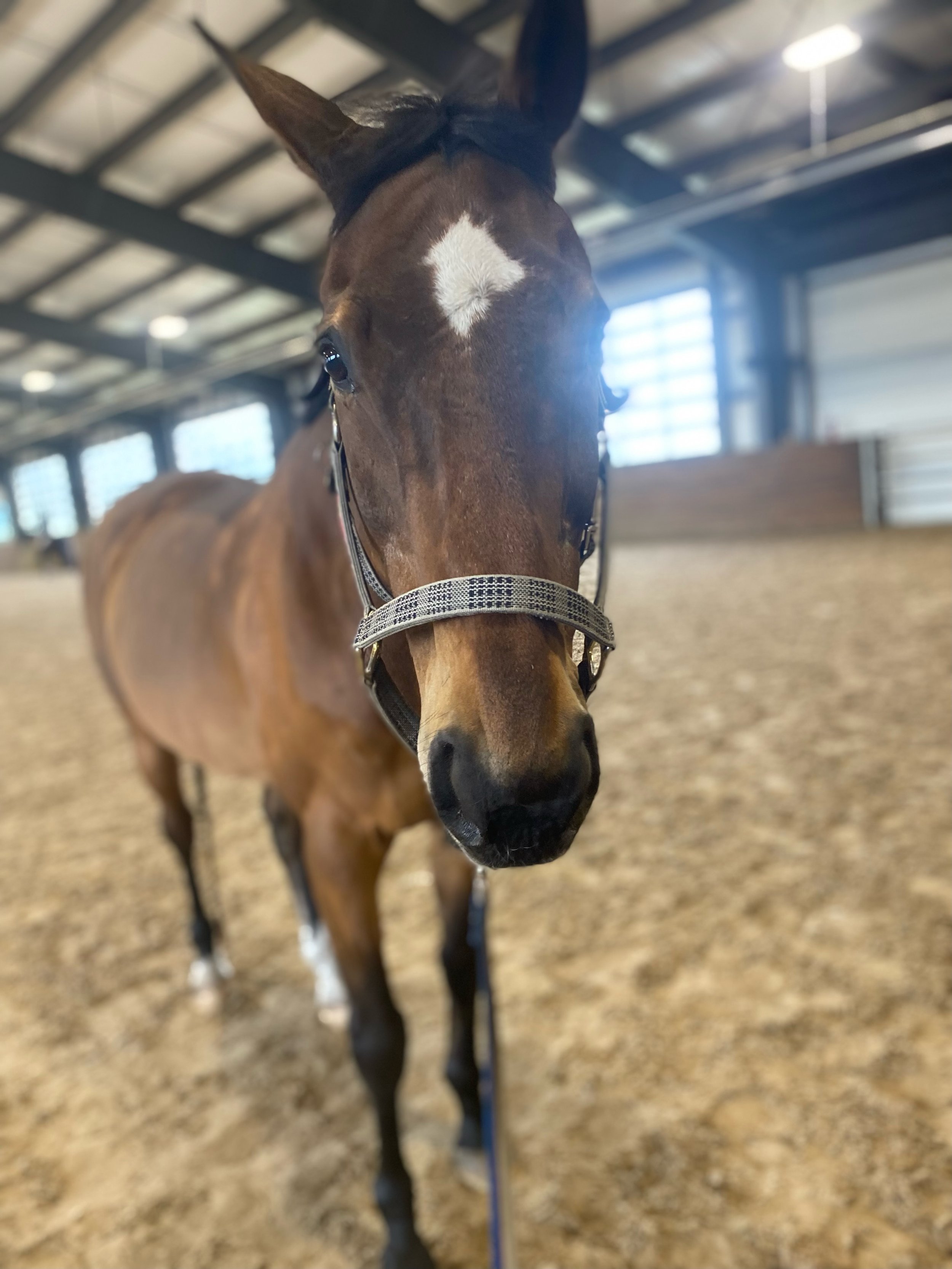 A brown horse with a white diamond-shaped marking on its forehead standing in a covered riding arena.