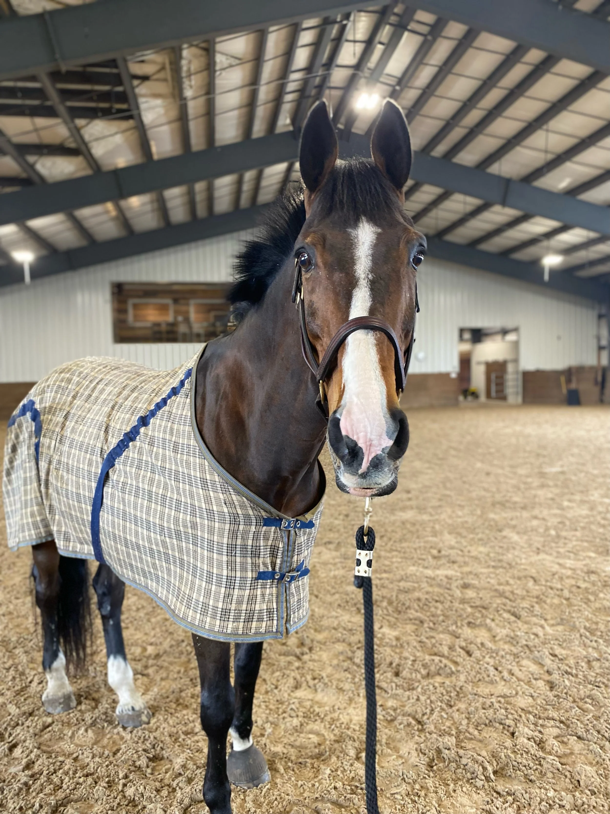 A horse wearing a plaid blanket standing inside an indoor riding arena with a high ceiling and metal beams.