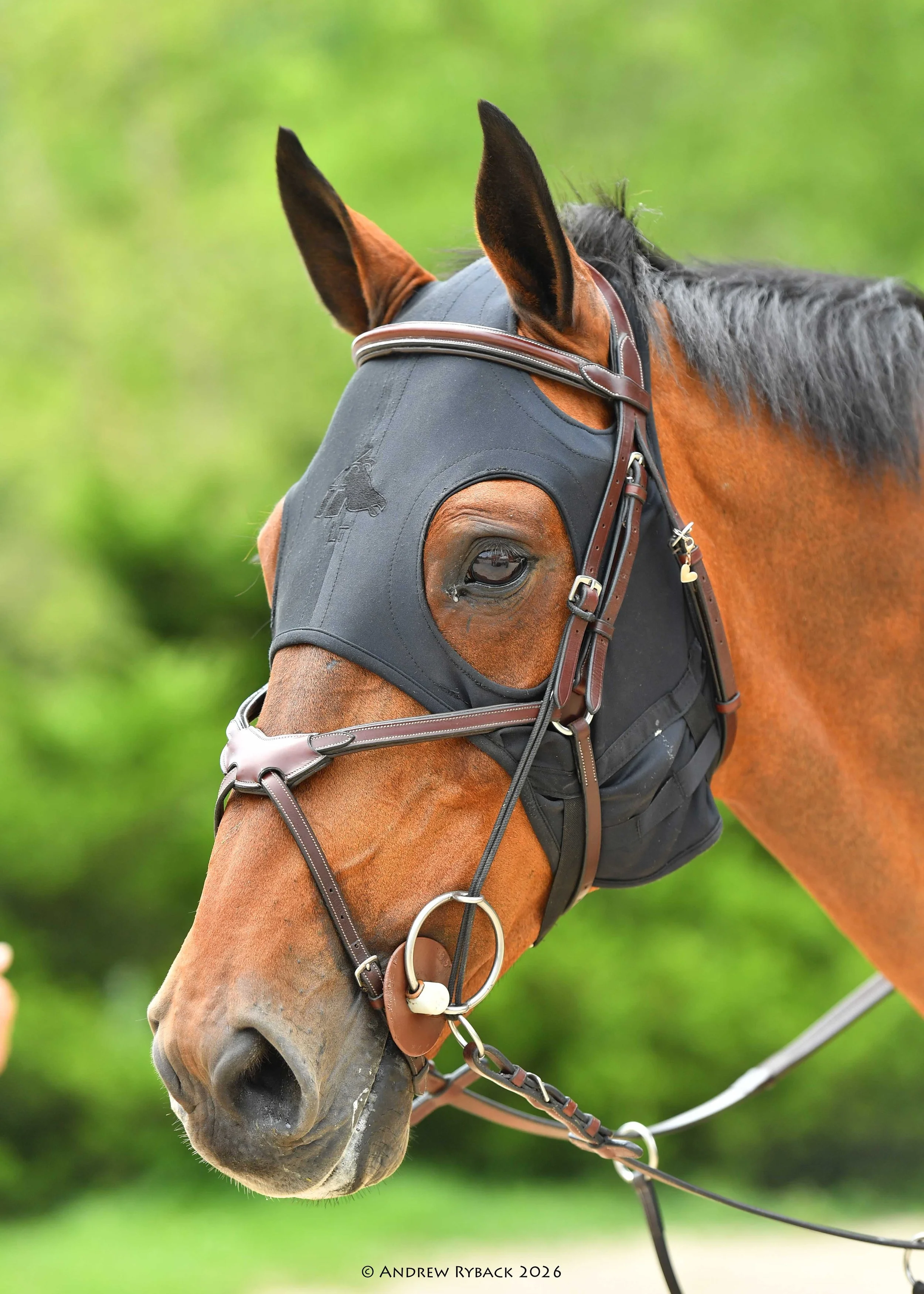 Close-up of a brown horse wearing a gray fly mask with a leather strap, a brown bridle, and a silver bit, set against a blurred green background.