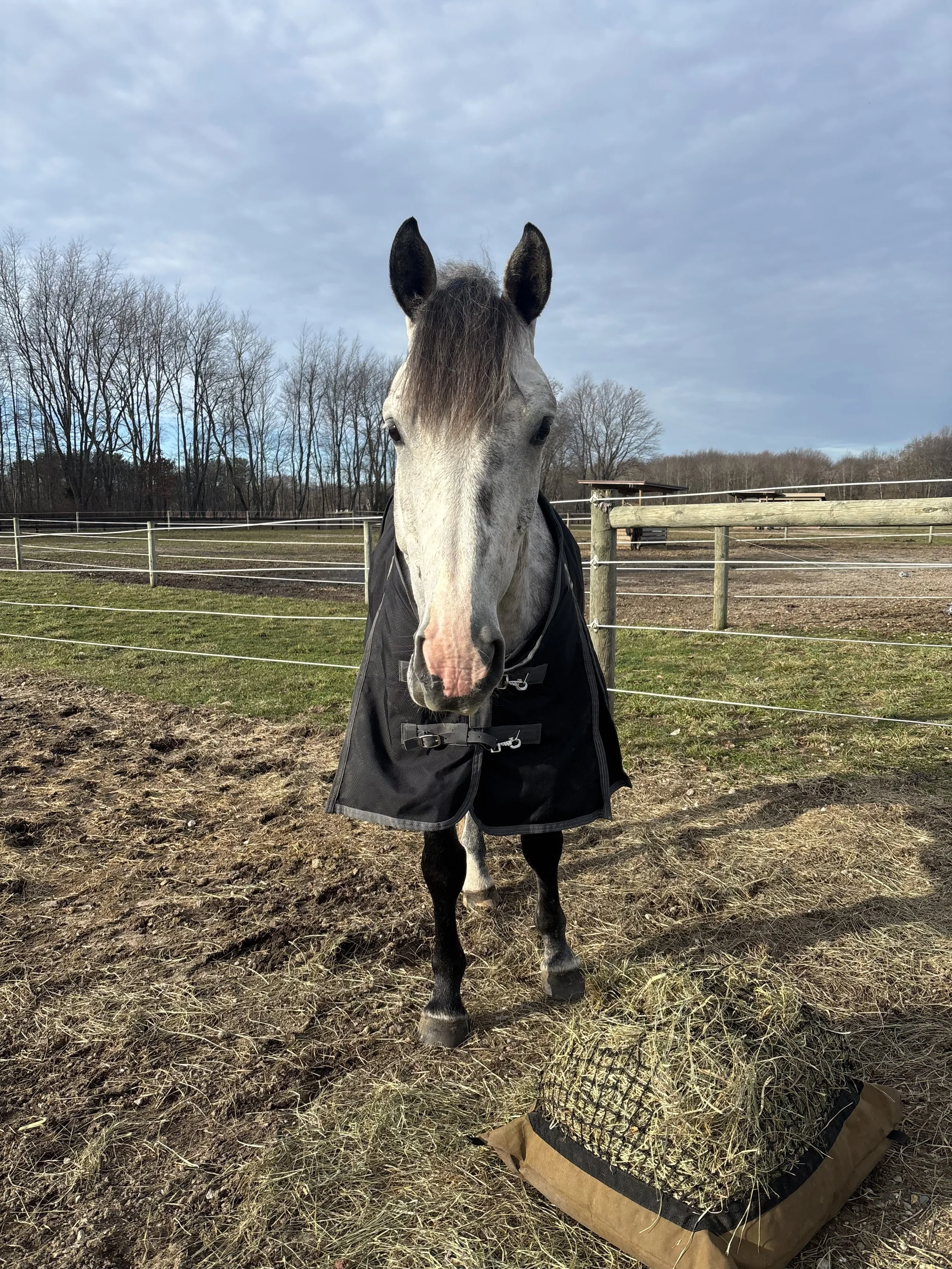 A gray horse with dark mane and ears wearing a black blanket standing in a fenced outdoor area with trees and blue sky in the background.