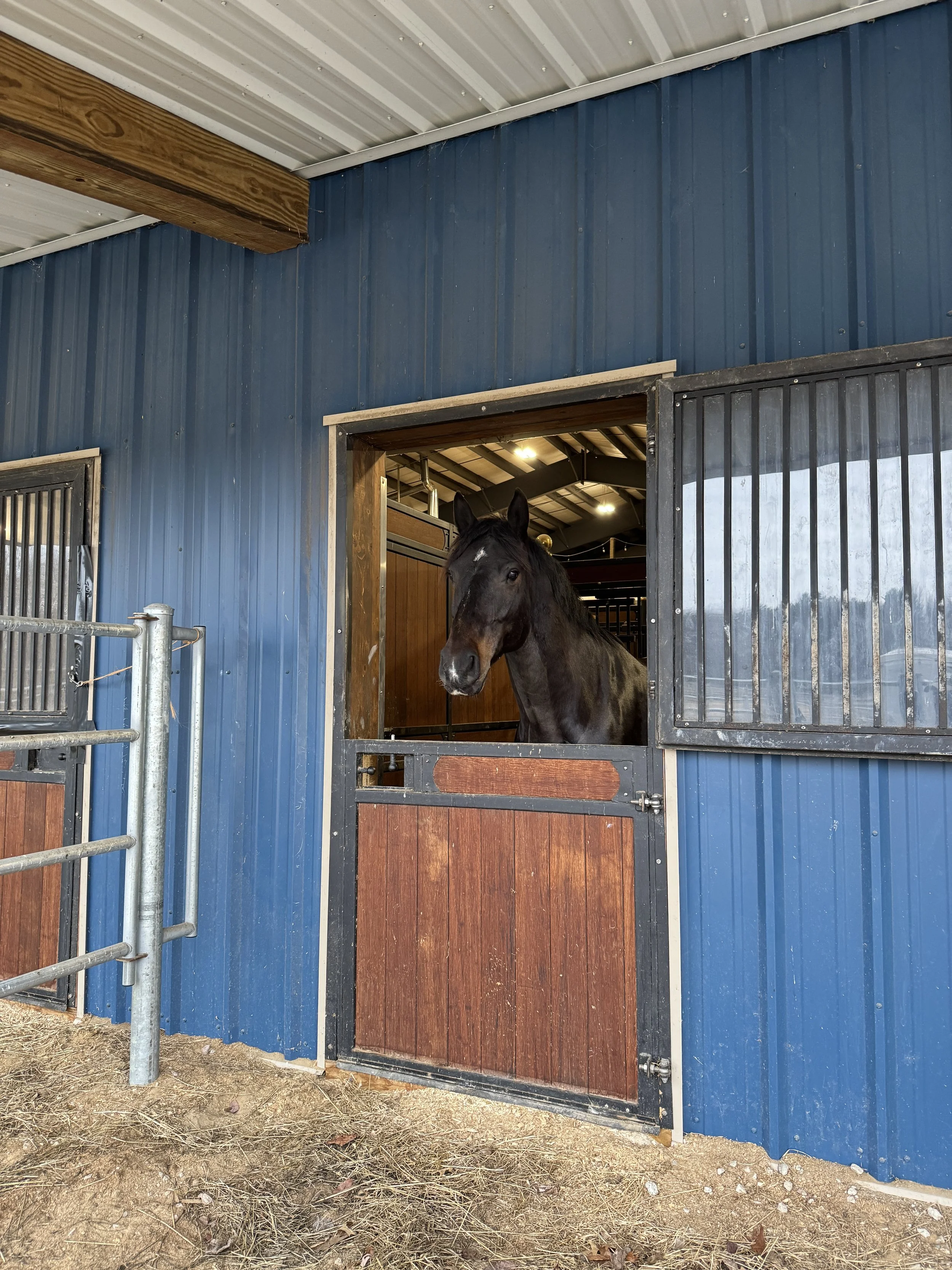 Inside a horse stable with a black horse looking out through an open door. The stable has blue metal walls, wooden accents, and a dirt floor with hay and small rocks.