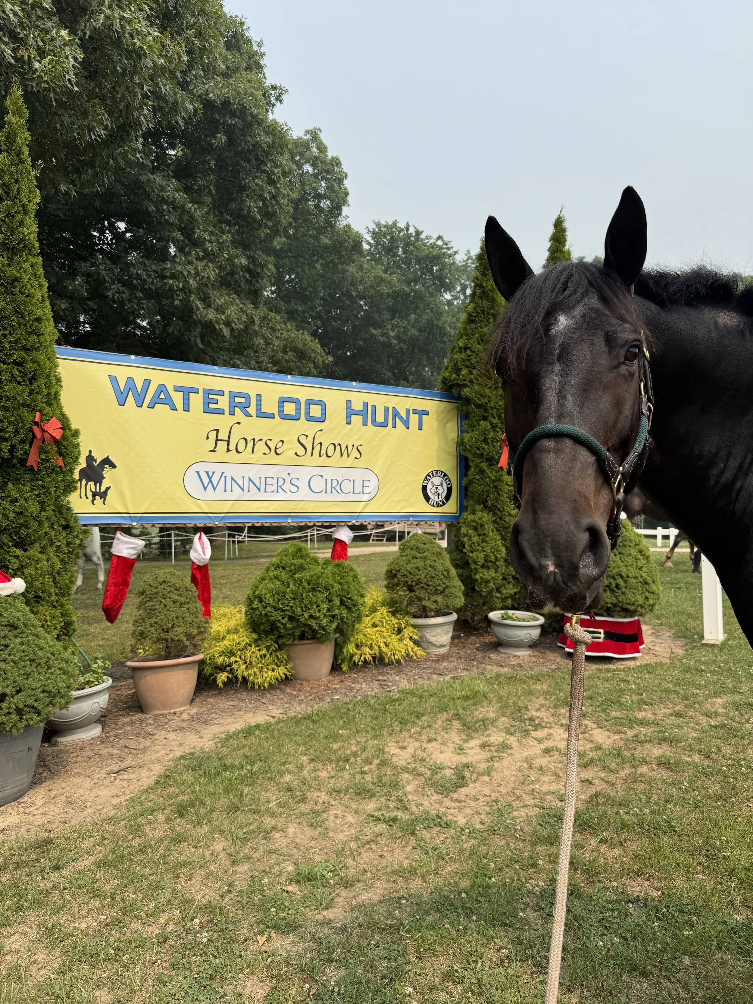 A black horse wearing a halter standing in front of a yellow banner that reads 'Waterloo Hunt Horse Shows Winner's Circle' with trees, potted plants, and Christmas stockings in the background.