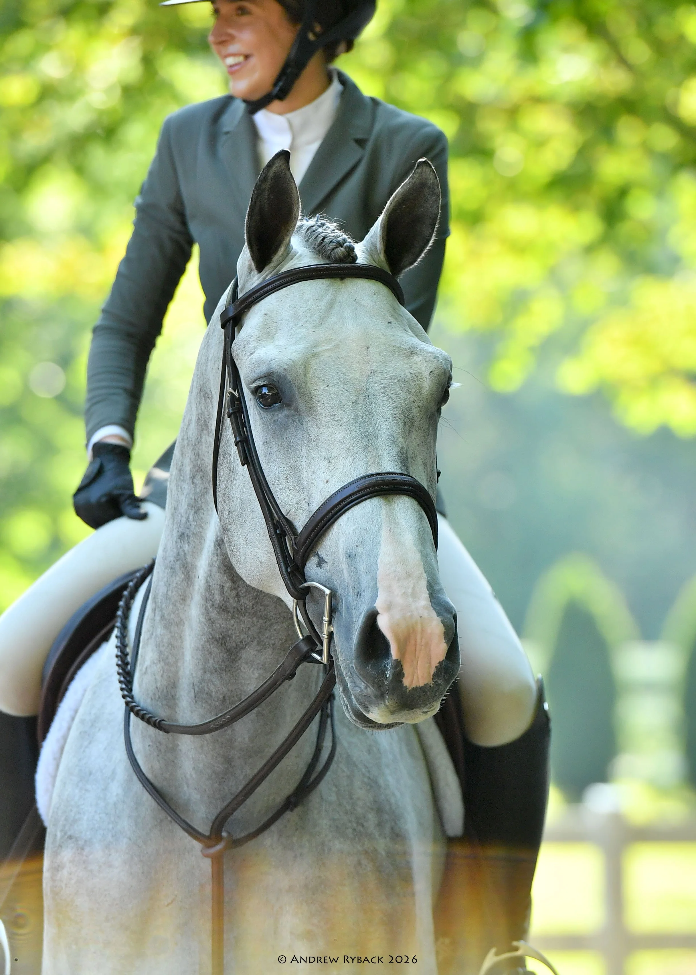 A person in equestrian attire riding a gray horse with a white blaze on its face, outdoors with green trees in the background.