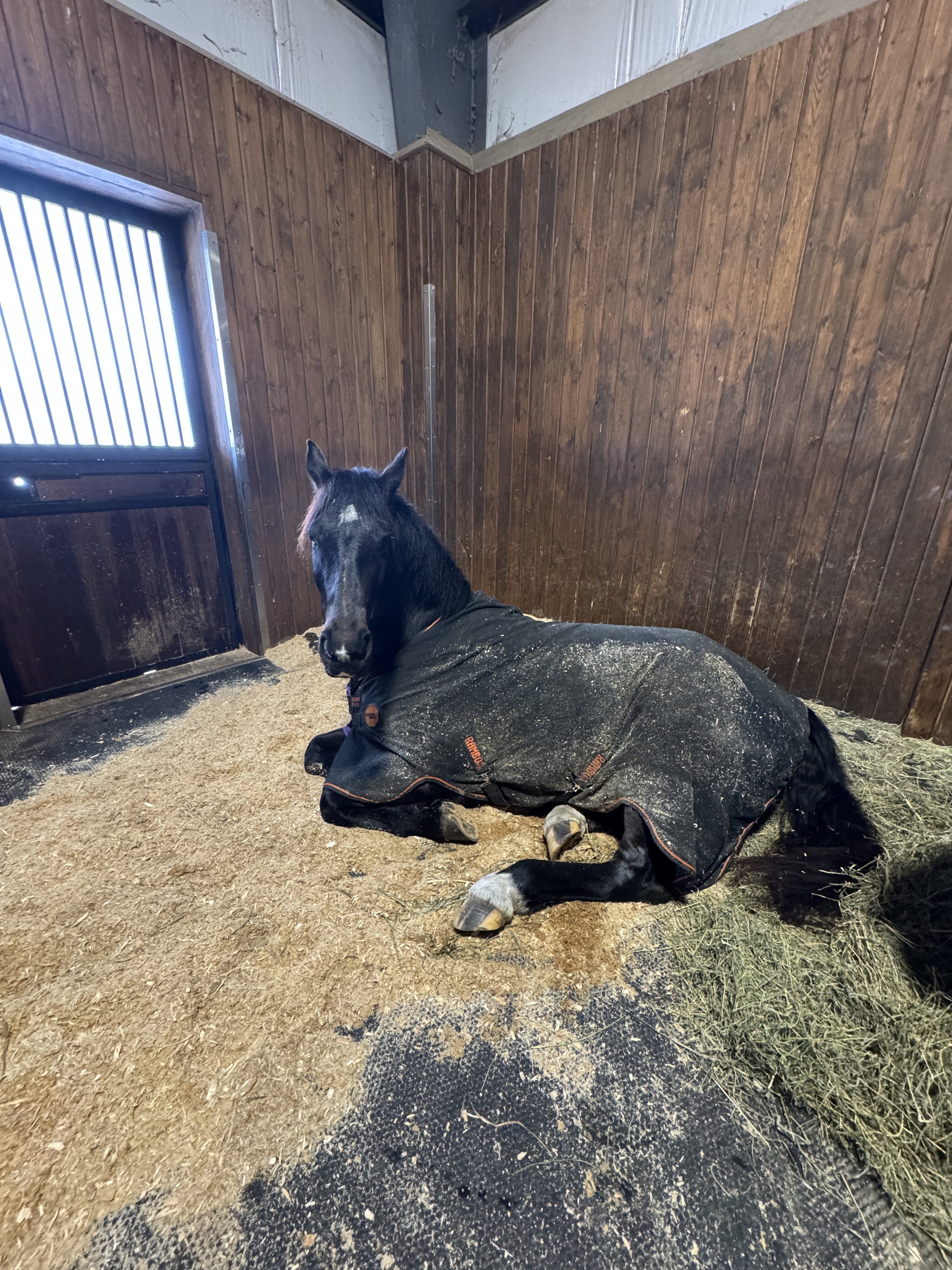 A black horse lying down inside a wooden stall with brown walls, a window with bars, and a dirt and sawdust floor.