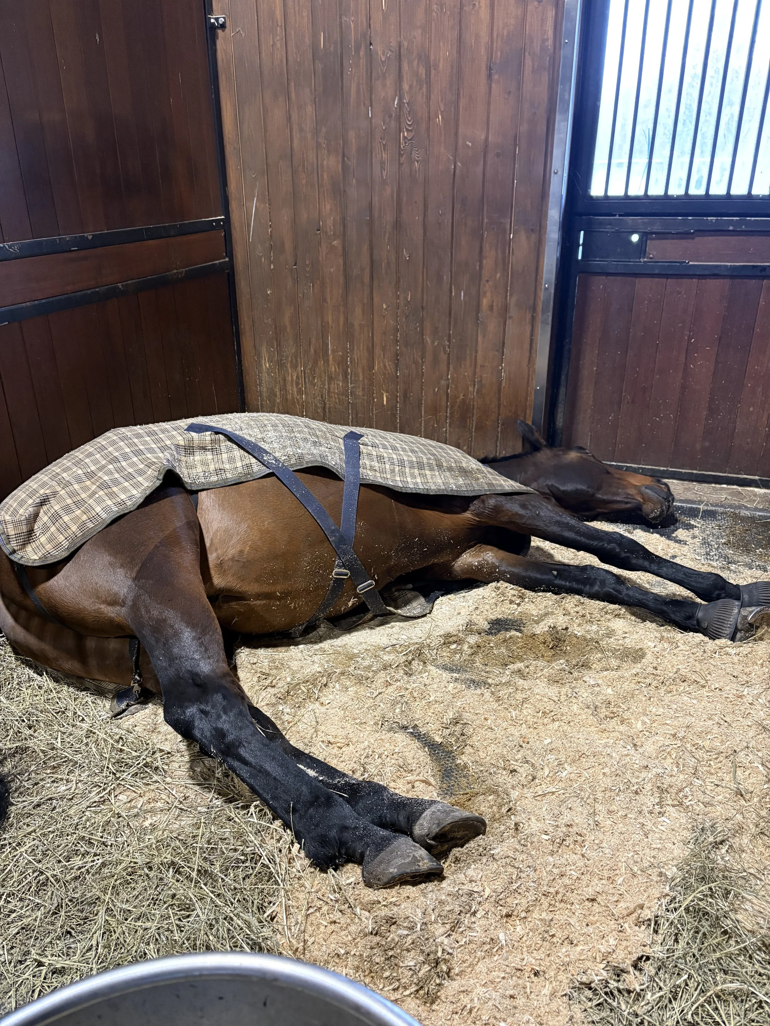 A brown horse lying on its side inside a wooden stable with hay on the ground and a blanket draped over its back.