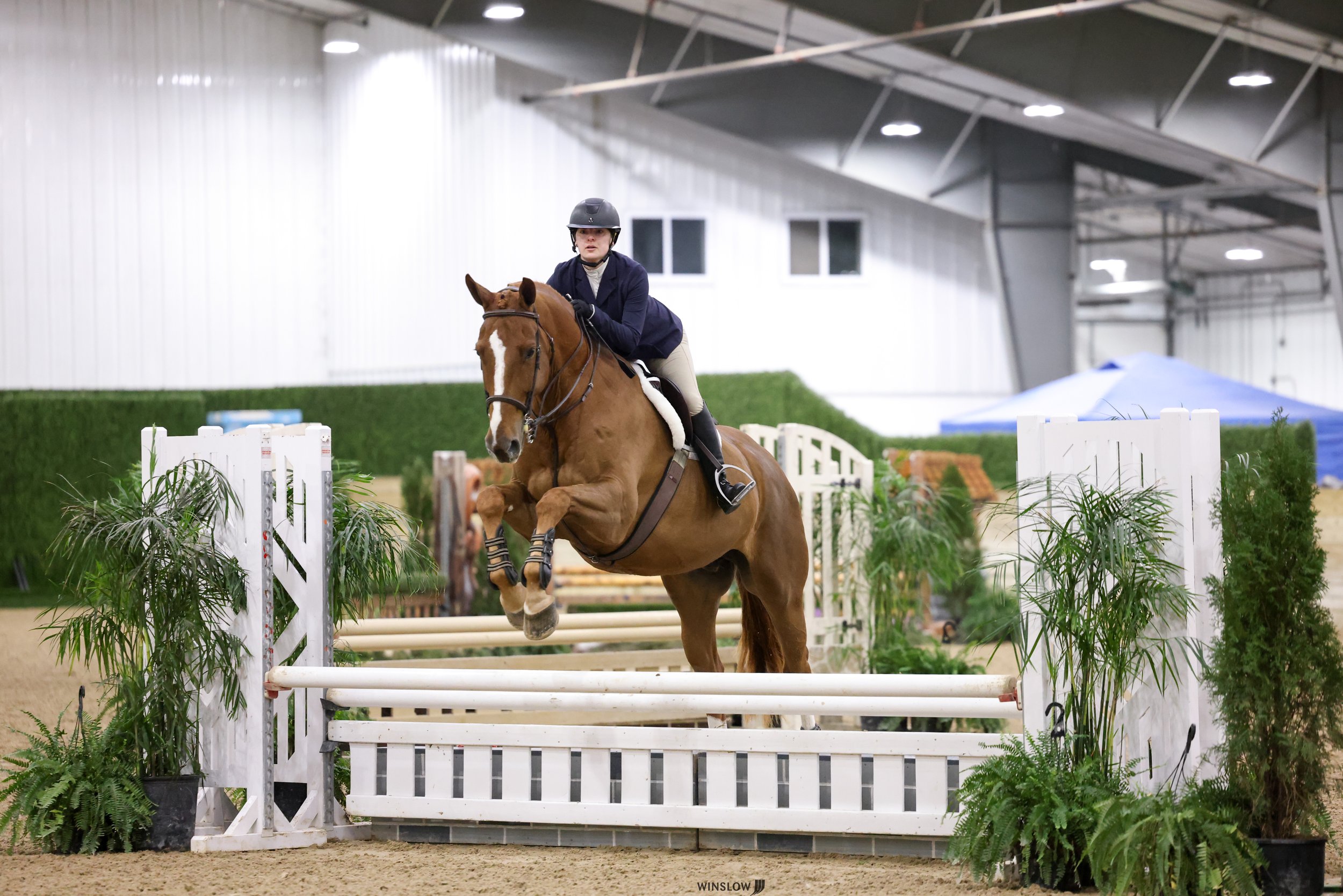 A rider wearing a helmet and riding jacket guides a brown horse with a white blaze in an indoor equestrian arena. The horse is jumping over a white obstacle with green plants on either side. The arena has a high ceiling with metal beams and bright lighting.