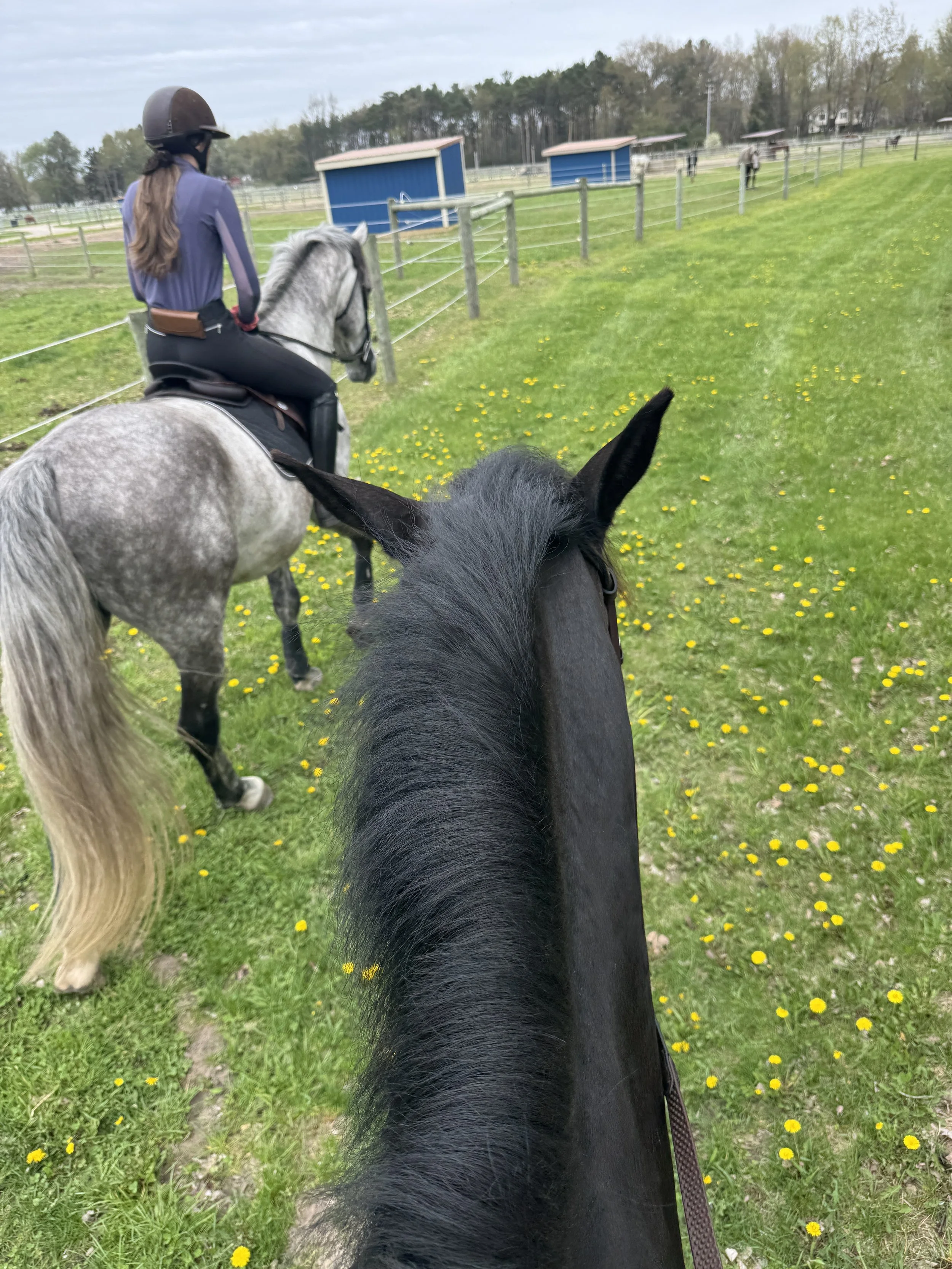A person riding a gray horse at an equestrian facility, with a black horse in the foreground, green grass with yellow flowers, and multiple blue stable structures in the background.