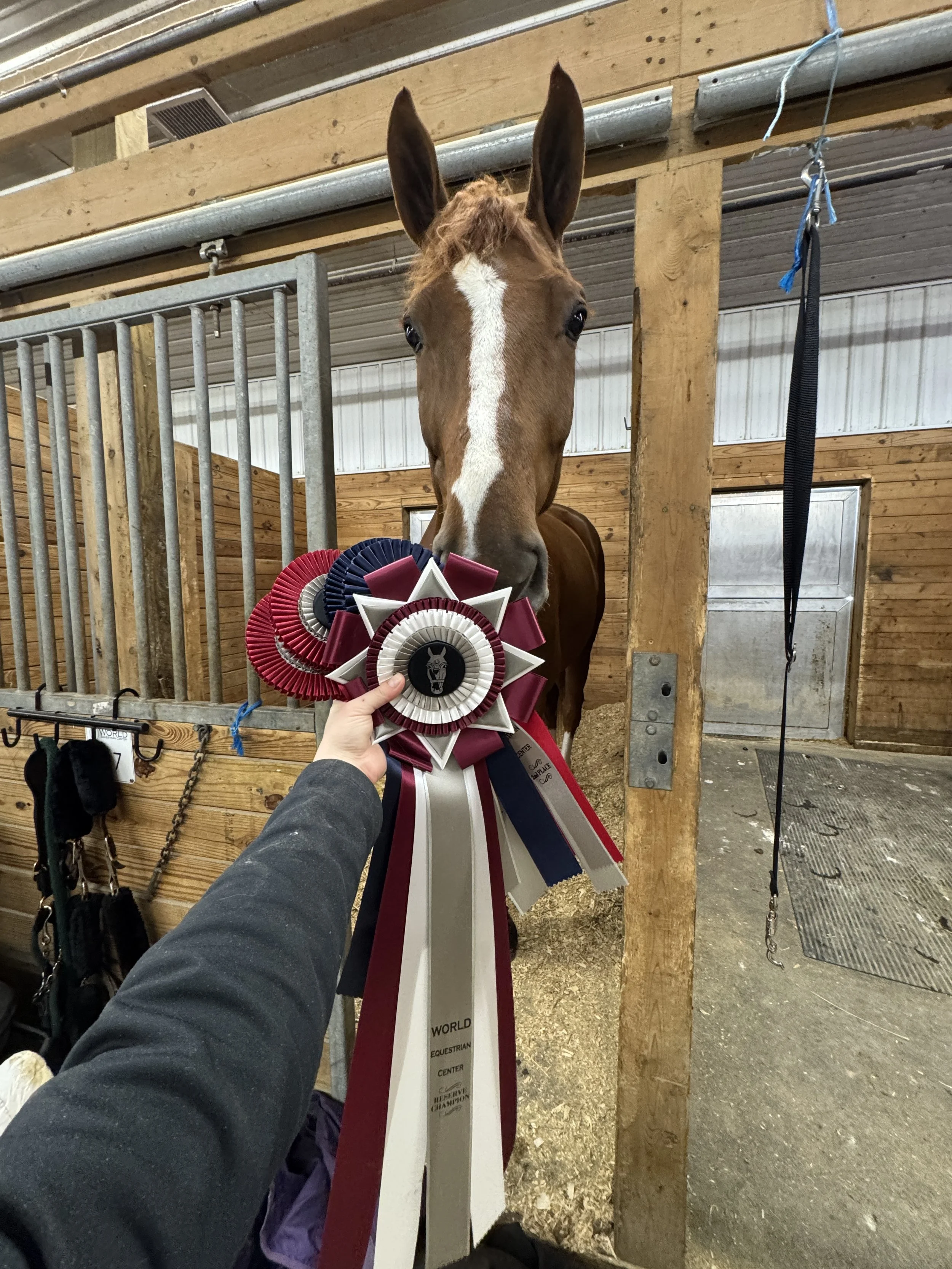 A brown horse with a white blaze on its face is inside a wooden stable. The horse has a decorative ribbon with red, white, blue, and black rosettes hanging from its neck. The stable has wooden walls, a metal gate, and a black strap hanging from a woo