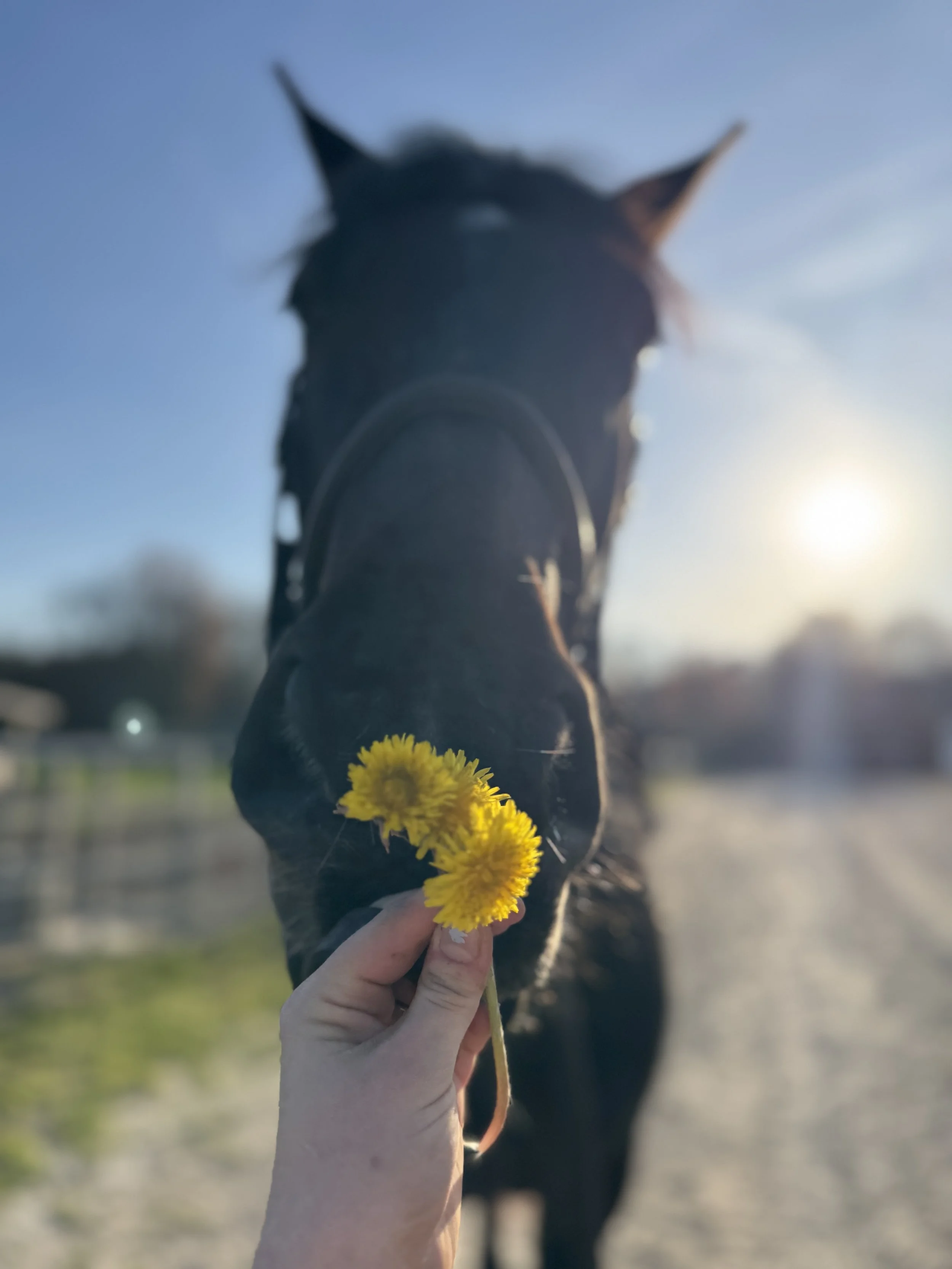 A close-up of a person's hand holding yellow flowers in front of a dog against a sunset or sunrise background with clear blue sky.