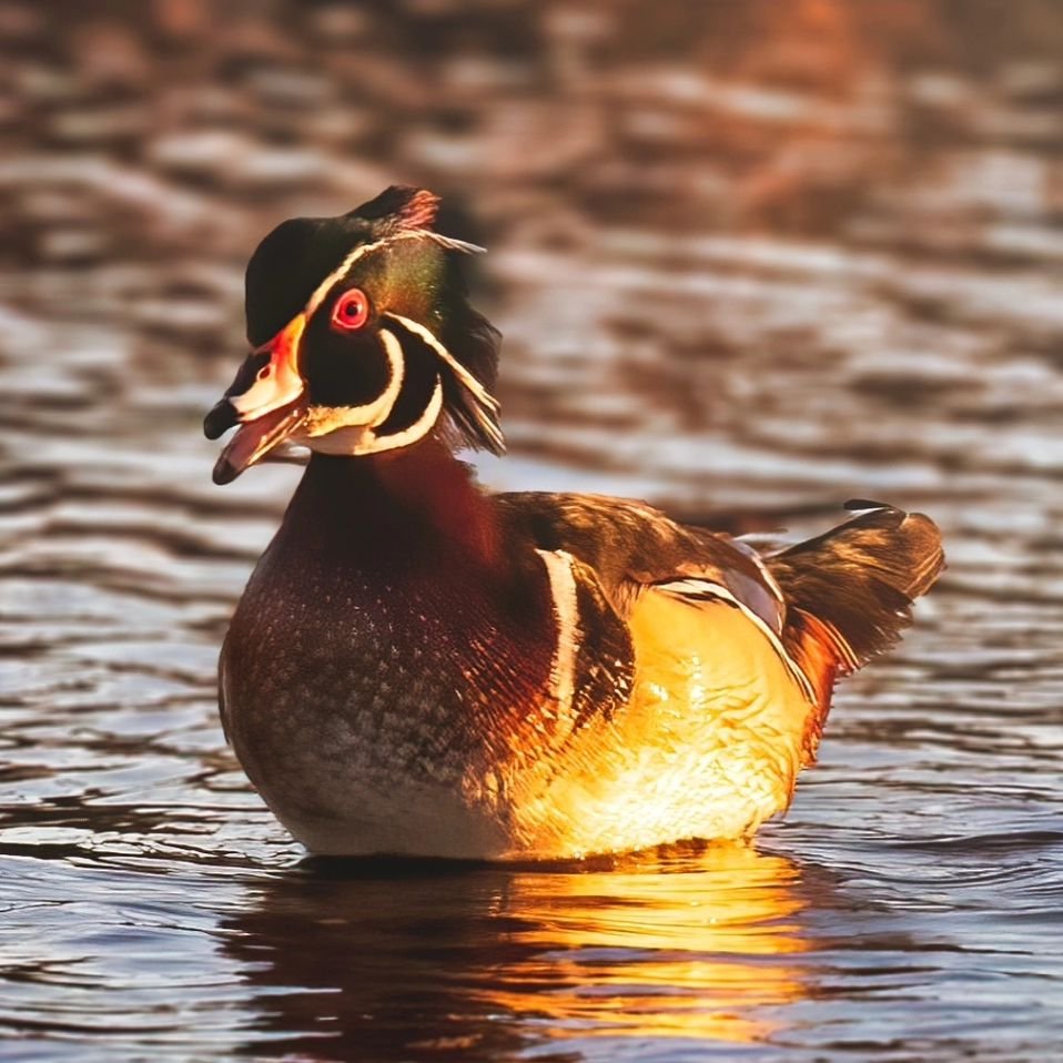 We're confident our 🦆 friends are enjoying Spring in Lake County,OH. 
📷 Thank you @joe_botch for capturing another incredible photo in #tourlakecountyoh 

#naturephotography #Nature #ohio #ohiotheheartofitall #travelohio #tourlakecounty #tourlakeco