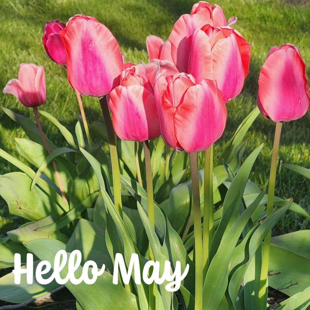 Hello May
We're happy to see you too.
Love
#tourlakecountyoh 

#nature #tulips #almostsummer #lovespring #ohio #ohiotheheartofitall #getoutside #lakecounty #loveohio