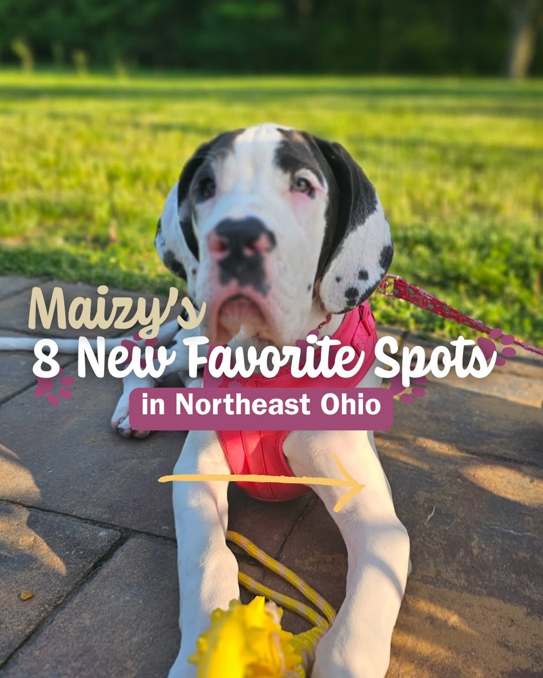 🐕Maizy sniffed out 8 spots throughout our area for you and your 4-legged BFFs to visit this summer🐾
🐾Where should we go next? 
📍 Lake Metroparks Arcola Creek &amp; Lake Erie shores
📍 Hampton Inn Madison (all Hamptons actually!) 
📍The Holden Arb