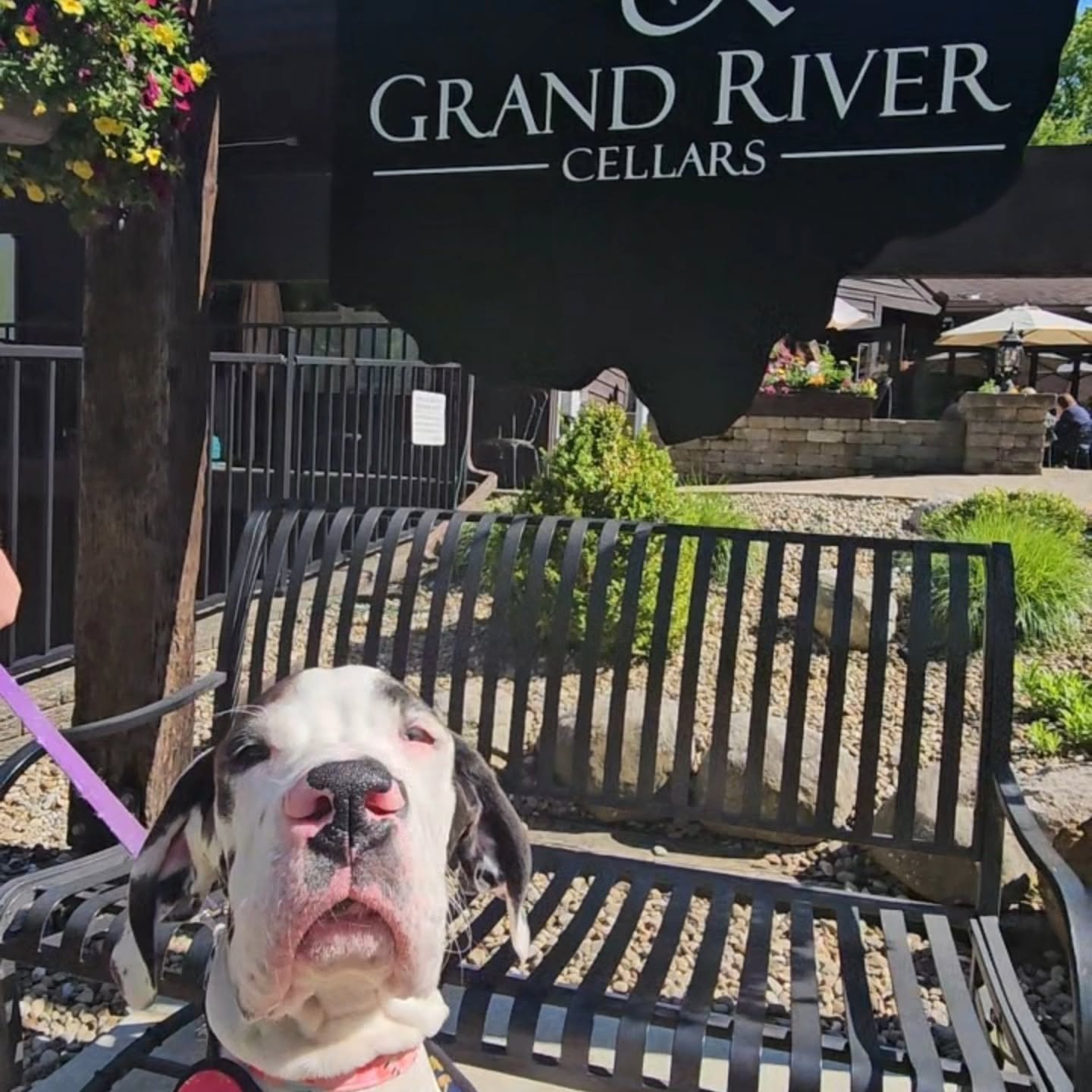 #bringfido 💼Looking to stay the weekend? Book a pet friendly stay with Hampton Inn Madison. Proceeds from the trail will benefit the following rescues: 🦴Silver Fur Canine Rescue 🦴Lake Humane Society 🦴Lake Erie Labrador Retriever Rescue 🦴GRIN Res
