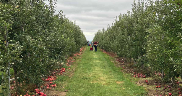 20+ Local Farms with the Best Apple Picking in Northeast Ohio - NEO Family Fun