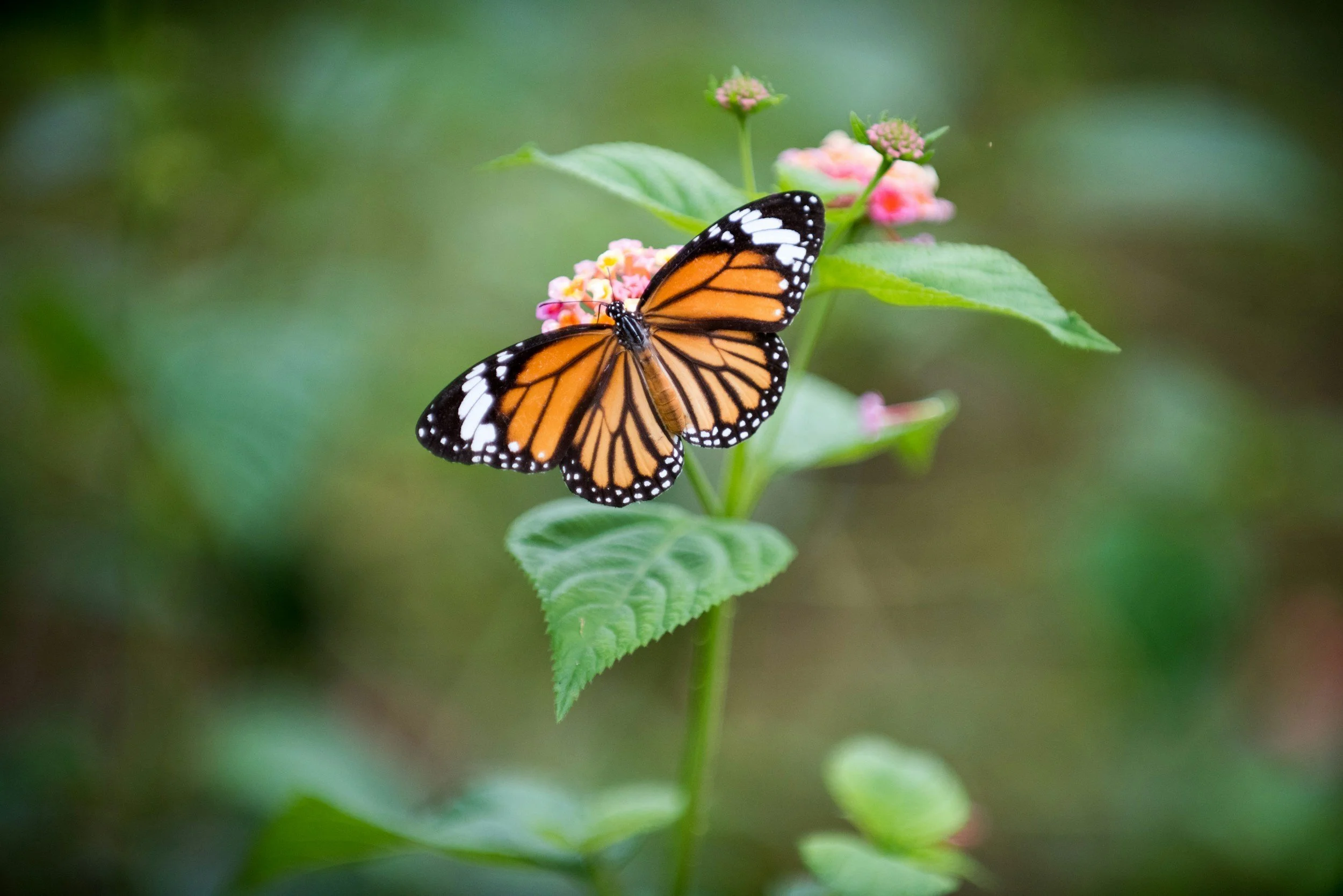 Monarch butterflies to migrate through Northeast Ohio this month- Fox8