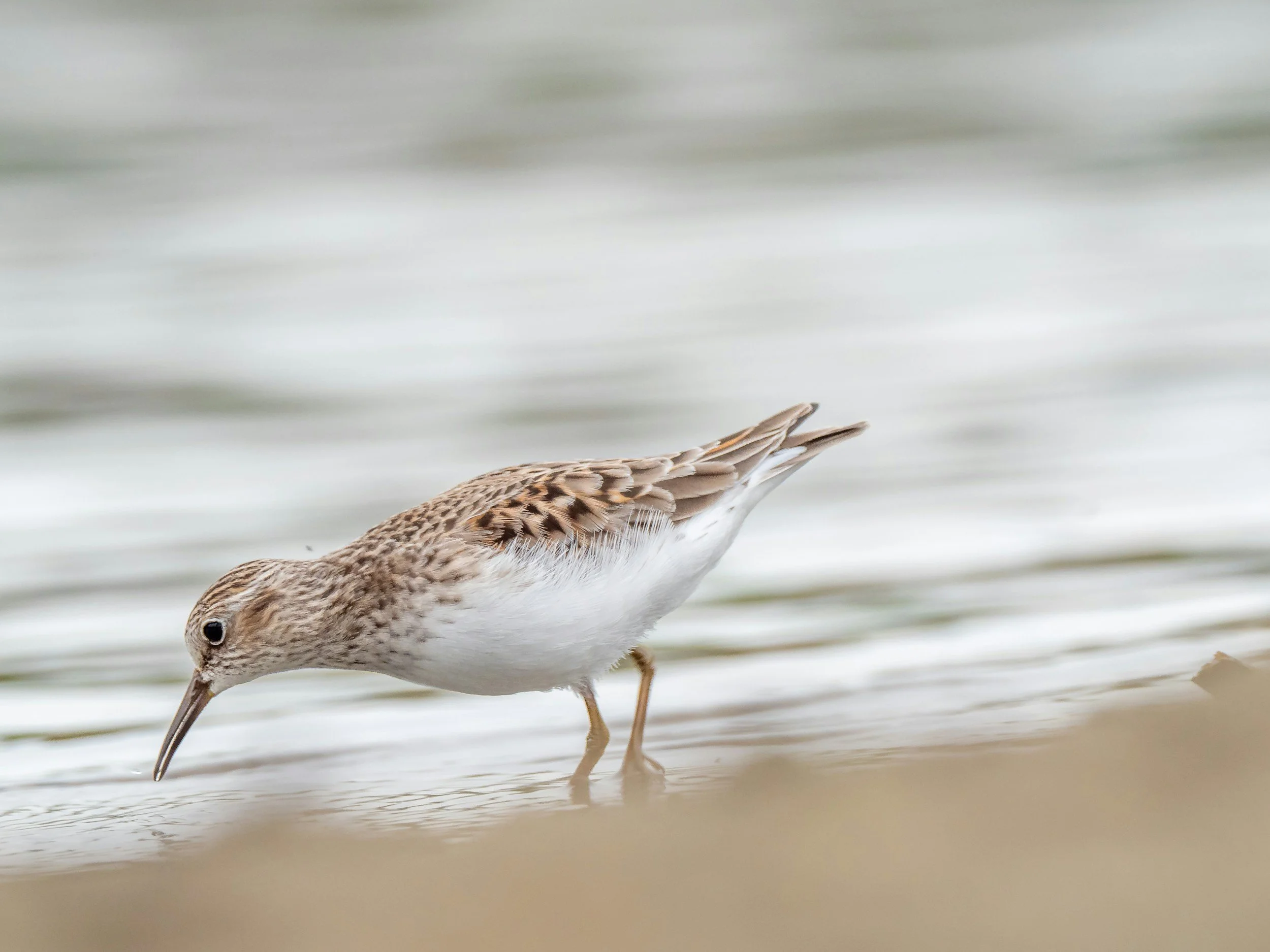 Details unveiled for Headlands Birding Festival - The News-Herald