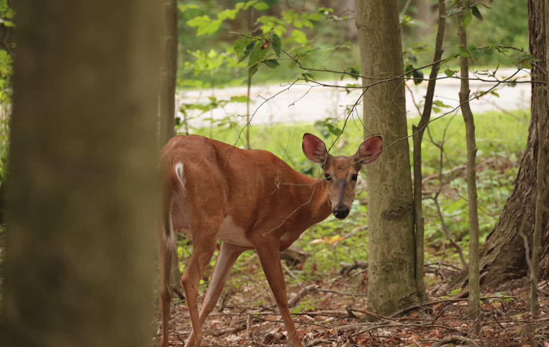 Top 10 Cleveland-area hikes with your dog