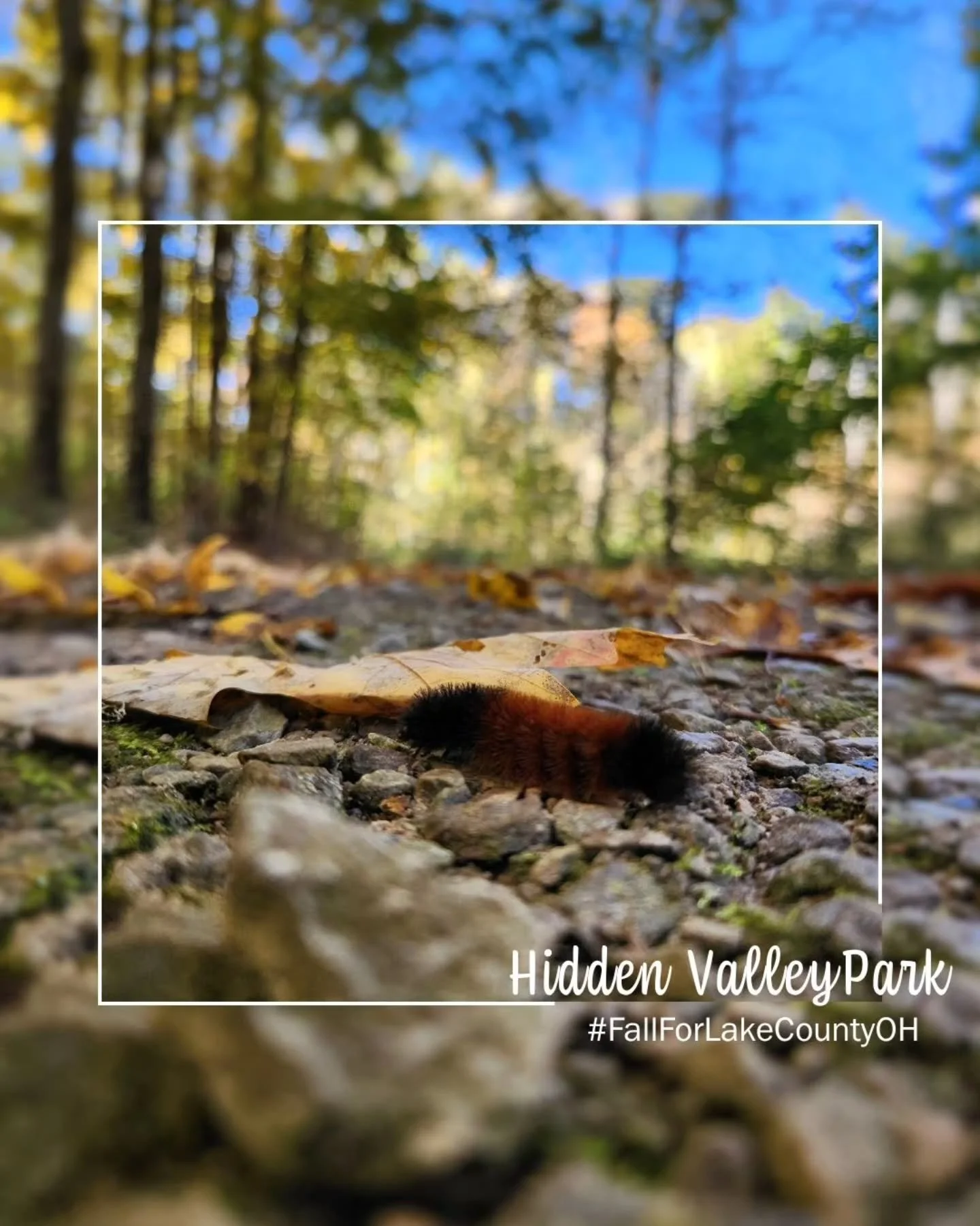 🥾🍂🧡Today is our final Trail Tours and our last one leads us to Hidden Valley Park in Madison, OH!

This park offers excellent access to the Grand River below a spectacular exposed Chagrin Shale cliff! A pond and loop trail are available at the nor