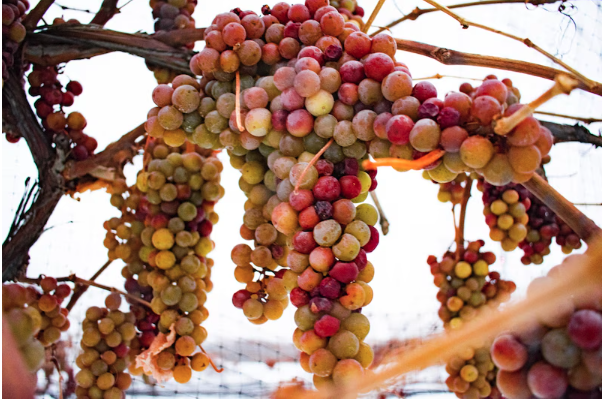 Northeast Ohio’s Ferrante Winery featured in Forbes Thanksgiving wine pairing guide 