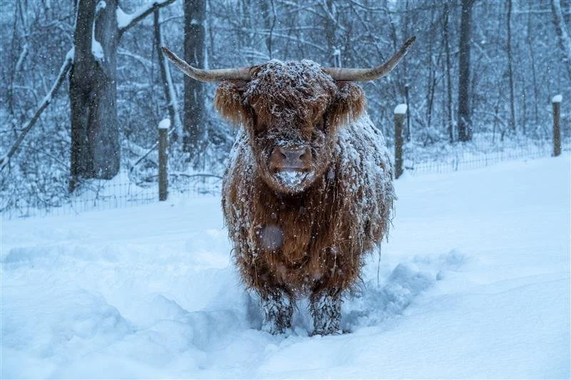 ❄️Ready to escape to a serene winter wonderland &amp; wave hi to a few Highland Cows while you're there? Check out Standing Rock Farms in Madison, OH
📢Promo code VDAY2026 to get 10% off lodging 
‼️Offer expires 2/14/26, act fast!

🌳Enjoy cozy woode