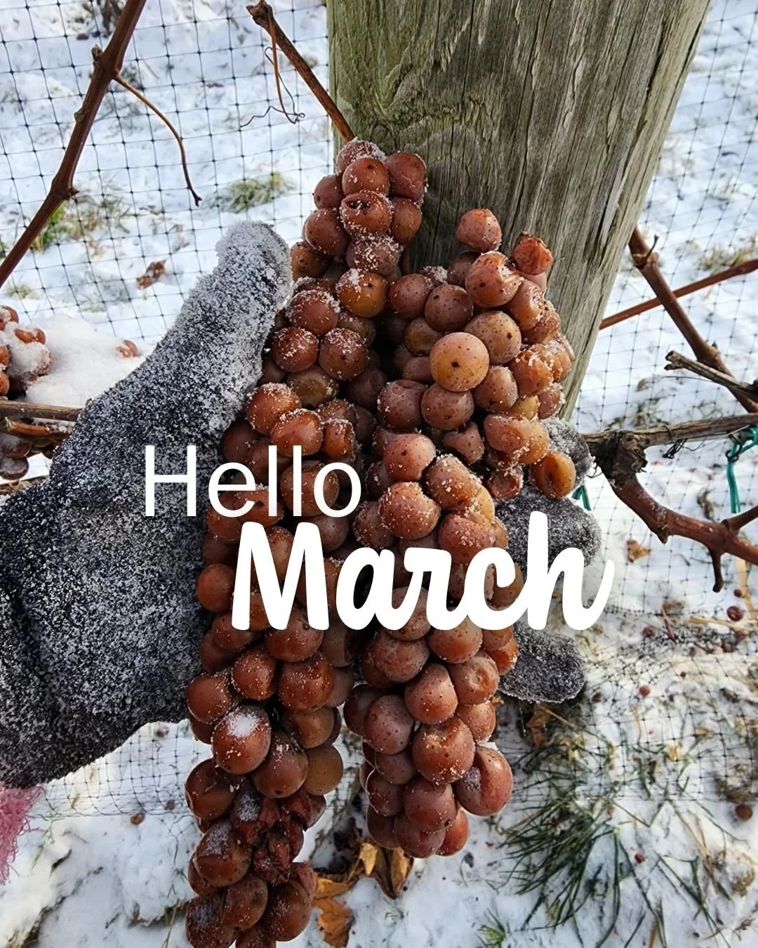 Hello March! 🌷🐰🌱

Ice Wine Season is officially upon us in the #GrandRiverValley! Join the Wine Growers of the Grand River Valley this March for a month-long festival celebrating ice wine!

📸: @laurellovineyards