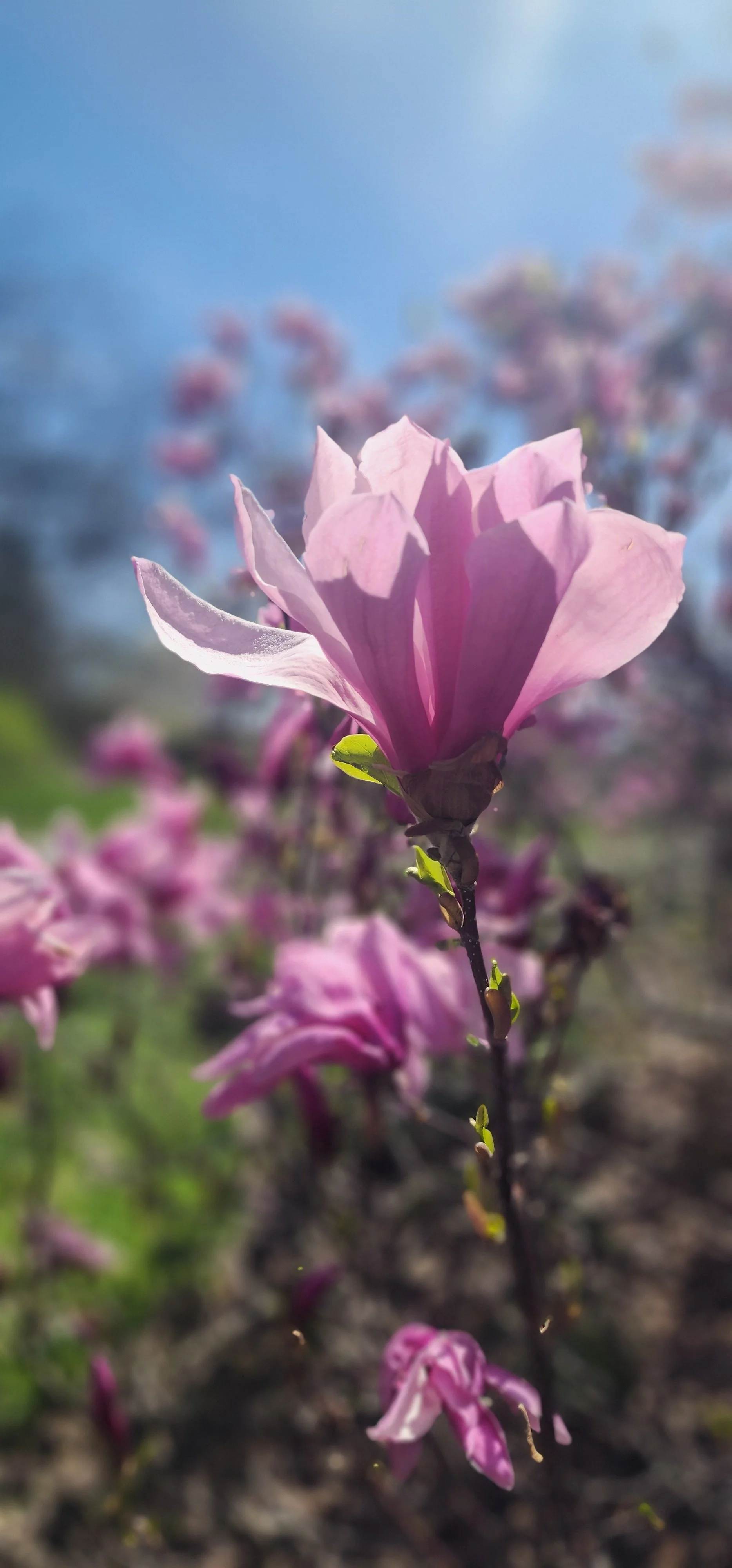 8 Things to do this Spring in Lake County