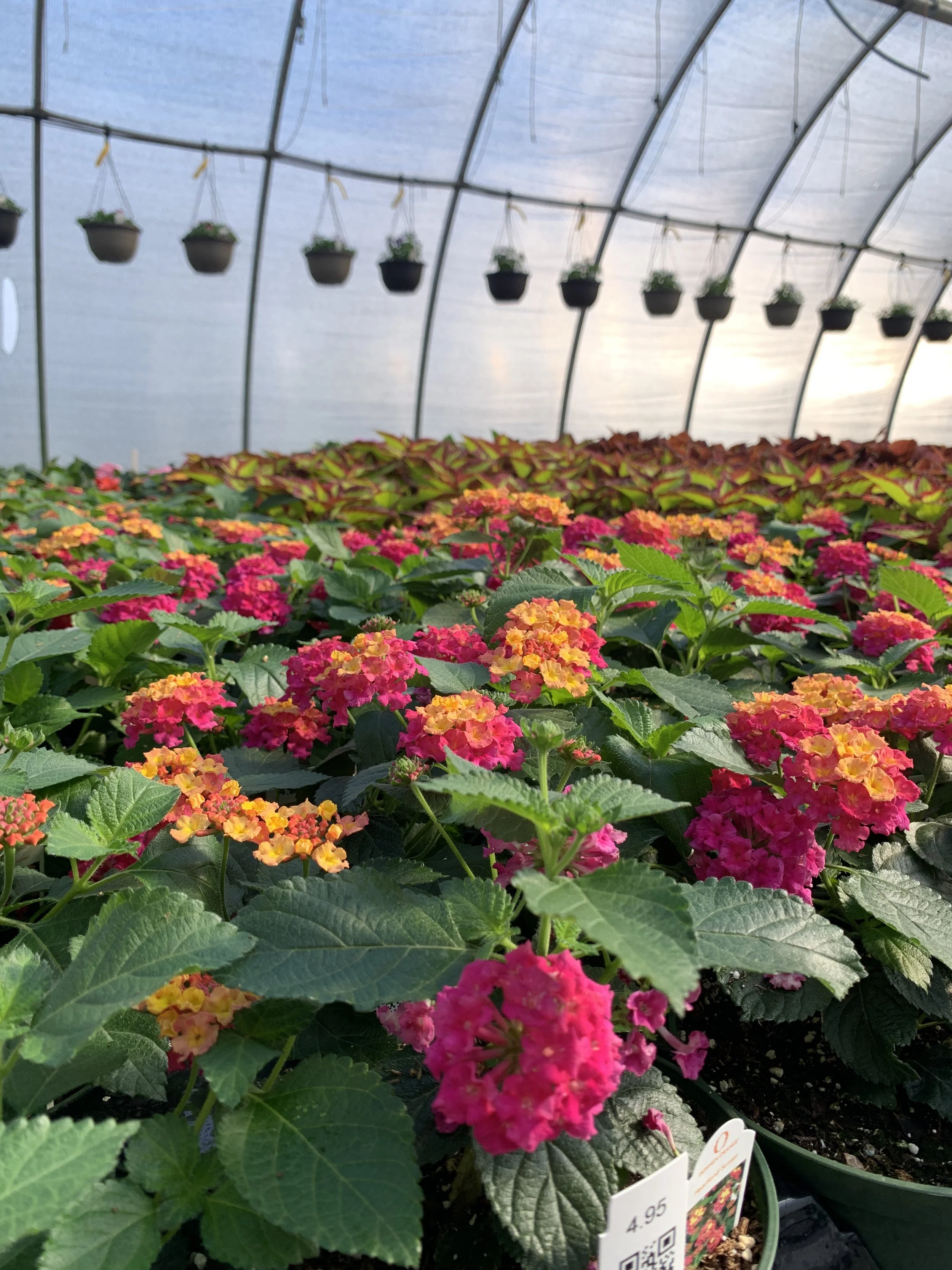 Lake County in Bloom: Your Guide to Spring Gardens, Flowers &amp; Outdoor Adventures 