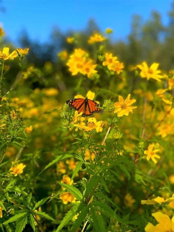 Lake Erie Bluffs - Michelle Gasser