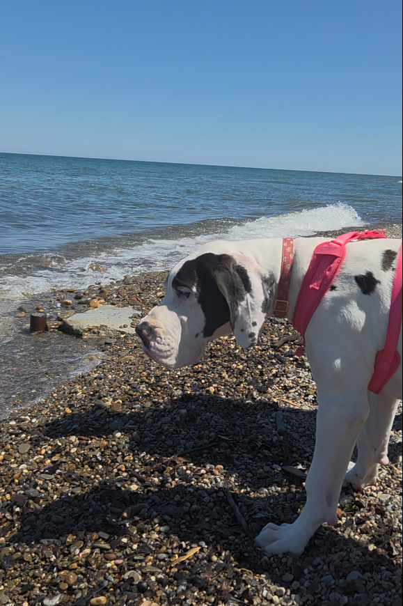 Arcola Creek - Crazy Maizy the Great Dane
