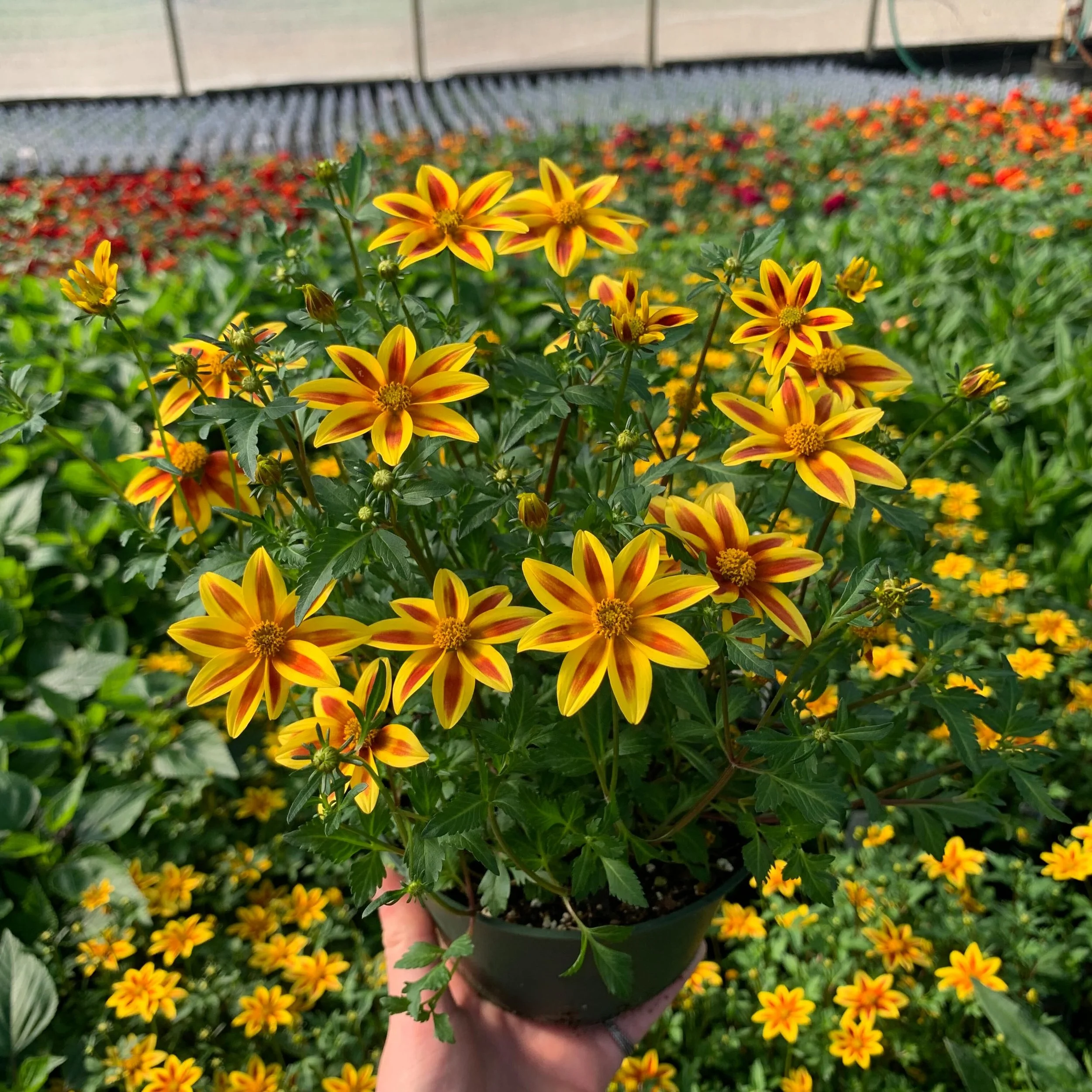 It&rsquo;s not too late to start your 2026 planting! Enjoy a scenic weekend drive to Bluestone Perennials Retail Outlet to explore a vast selection of plants and flowers.

🌺Now through fall, walk-in visitors and tour groups are invited to stroll the