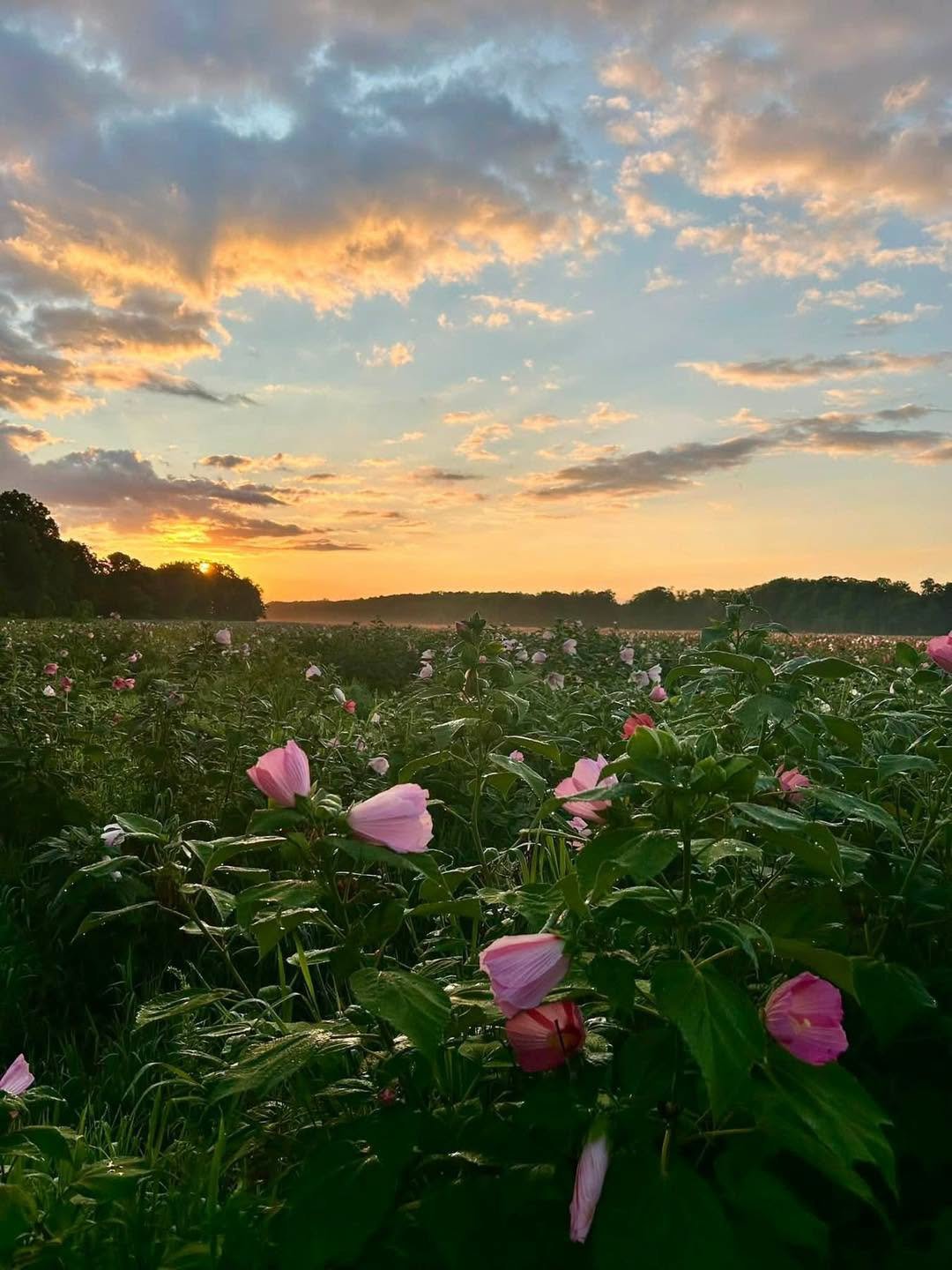 🌅A stunning sunrise taken at the Mentor Marsh! Make sure to visit the Wake Robin boardwalk to see the marsh hibiscus in full bloom!

One of the largest natural marshes remaining along the Lake Erie shoreline, Mentor Marsh became Ohio&rsquo;s first s