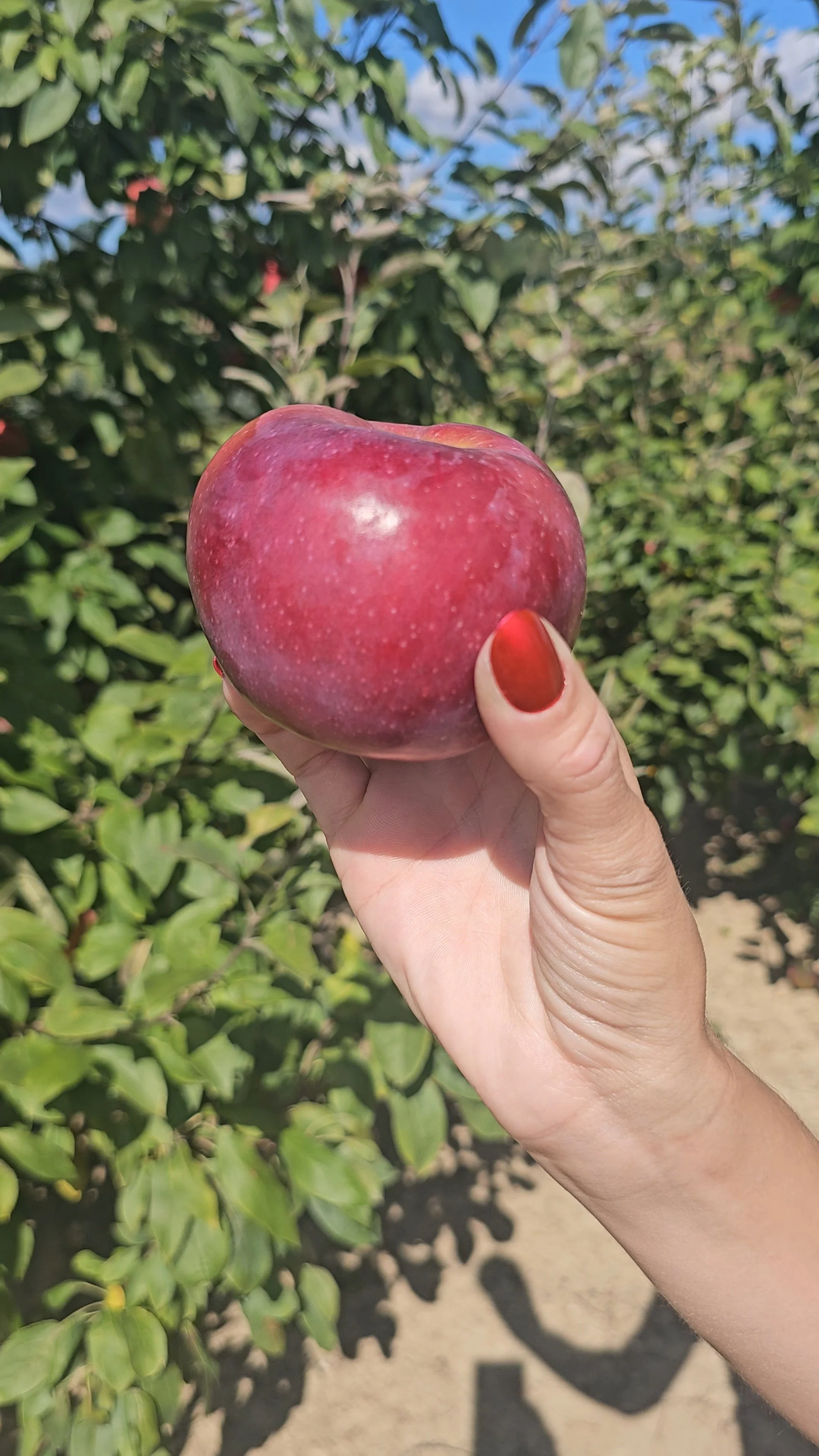 🍎🍩 Where to Pick Apples, Sip Cider &amp; Find Fresh Donuts