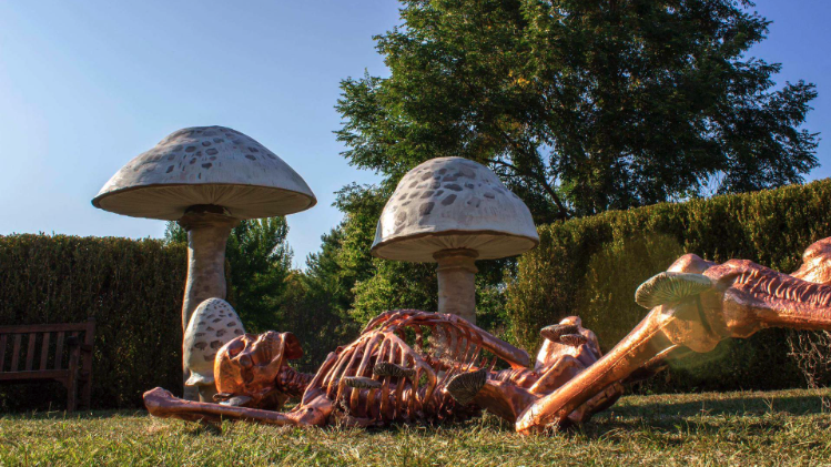 Skeleton Grove returns to Holden Arboretum this Halloween season with 14 giant decorated skeletons