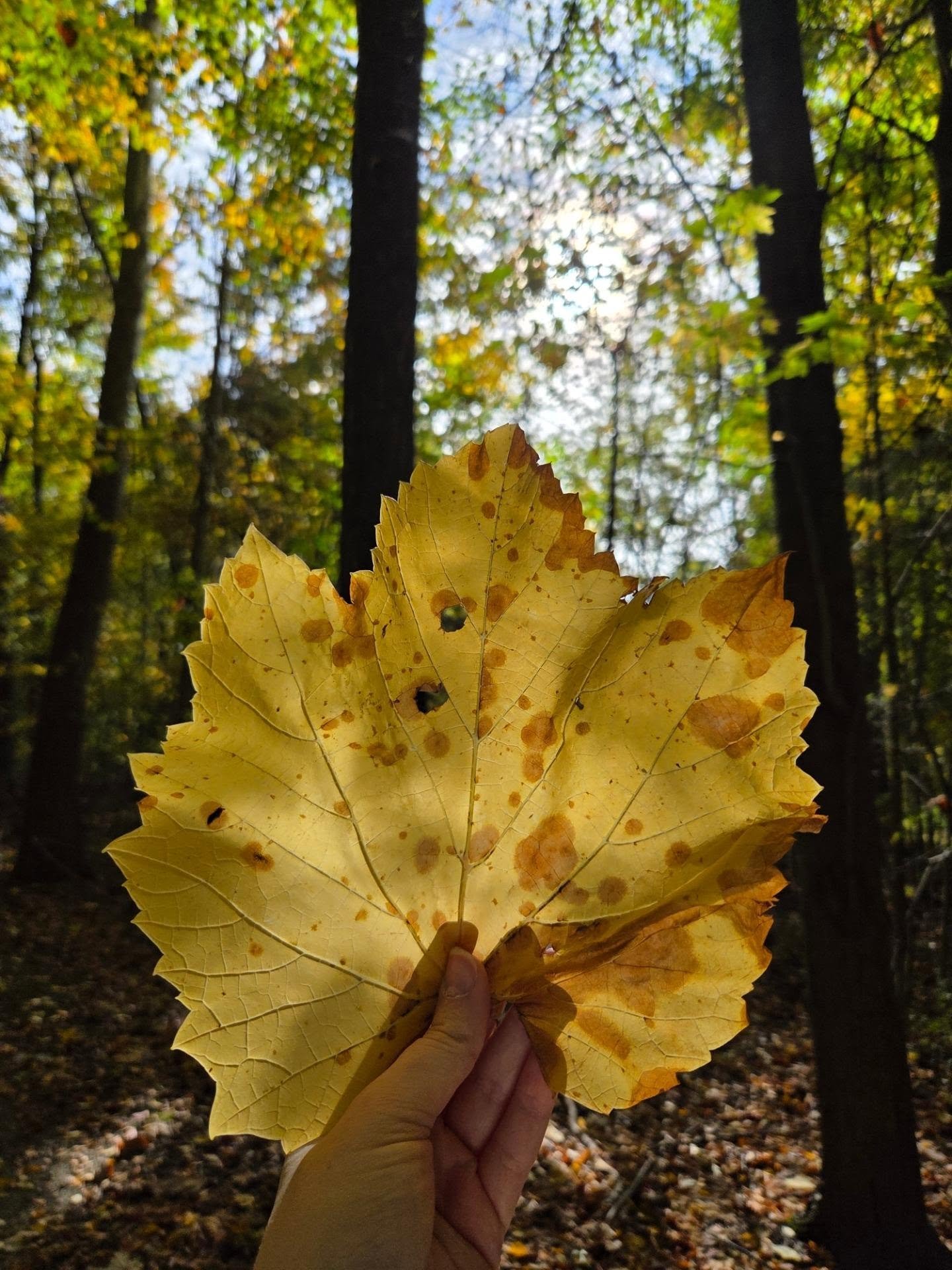 It's peak fall foliage in #neohio 🍂🍁

Where are you viewing the colors this weekend? 

📍Baker Road Park Madison, OH
#tourlakecountyoh #fallvibes🍁 #leafpeeping #fallhikes