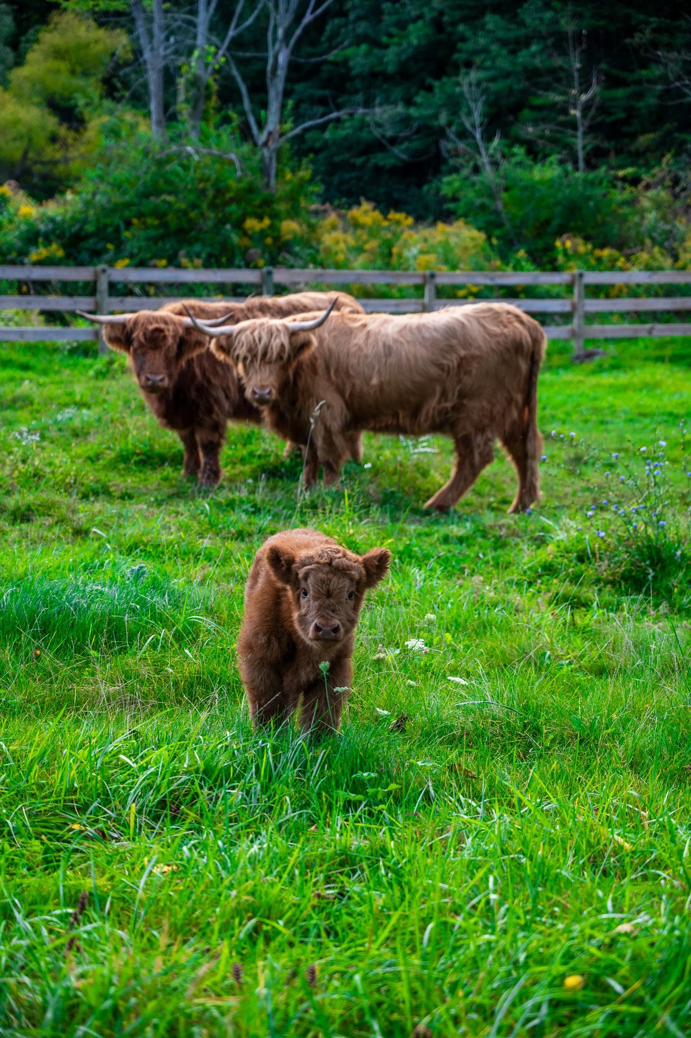 The Highland Cows_Standing Rock Farms.jpg