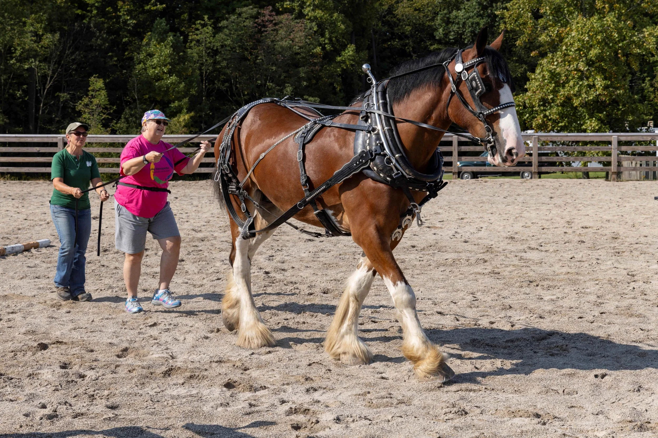Senior Fair at Lake Metroparks Farmpark
