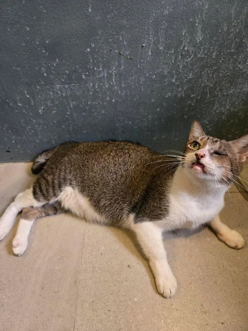 Curly, spayed, 10yrs old. Curly is very special and deserves the most expecially in her senior years. She has lived a life of cruelty from humans, and still, she is happy to chat with anyone who talks to her.  I feel for Curly because she has long be