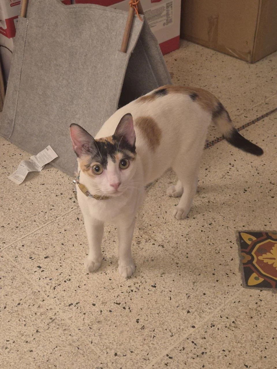 Connie is short for construction. Spayed, 1yr. She is bonded with Dina. Leash trained. Picky eater. Loves parkour and hunting mice. 