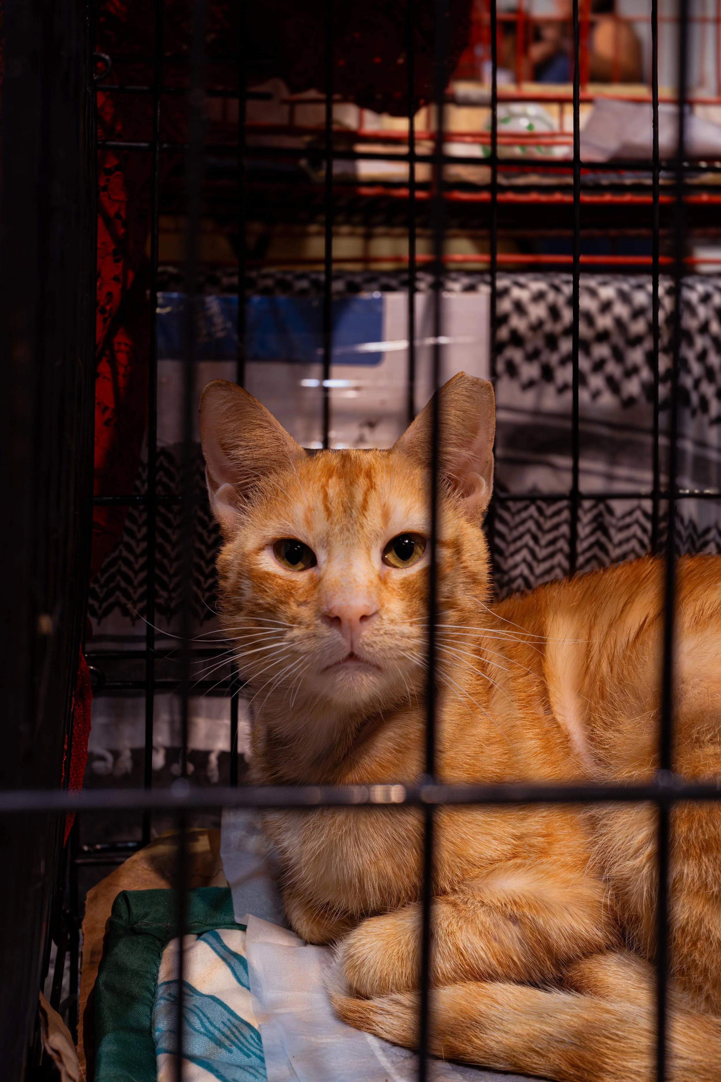 Milo, neutered, lazy, long like a baguette