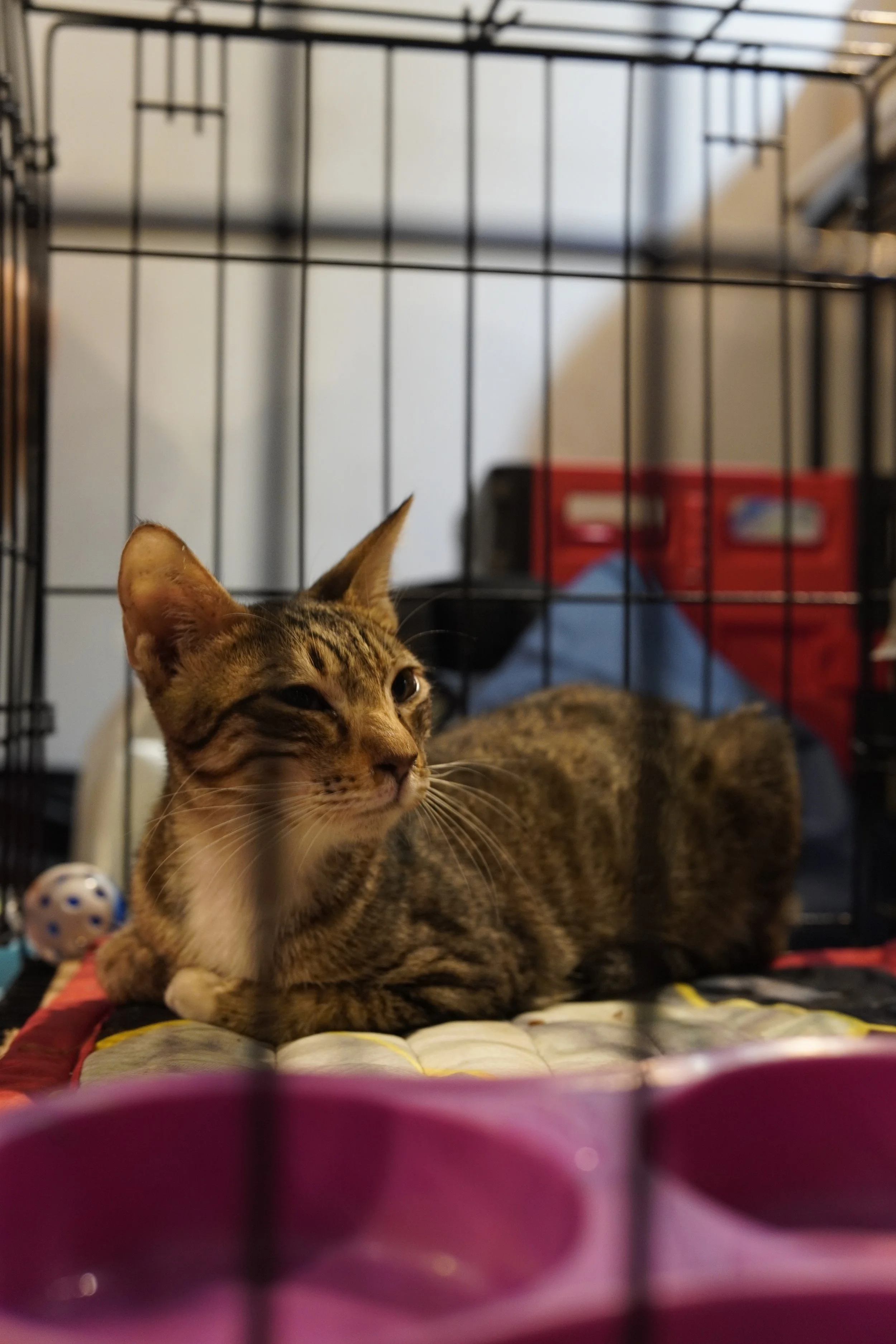 Grover, almost 1 year, neutered. He may be young but his crew socks are definitely giving millenial. He is quite sociable. He will do great even in homes who are first time cat parents.