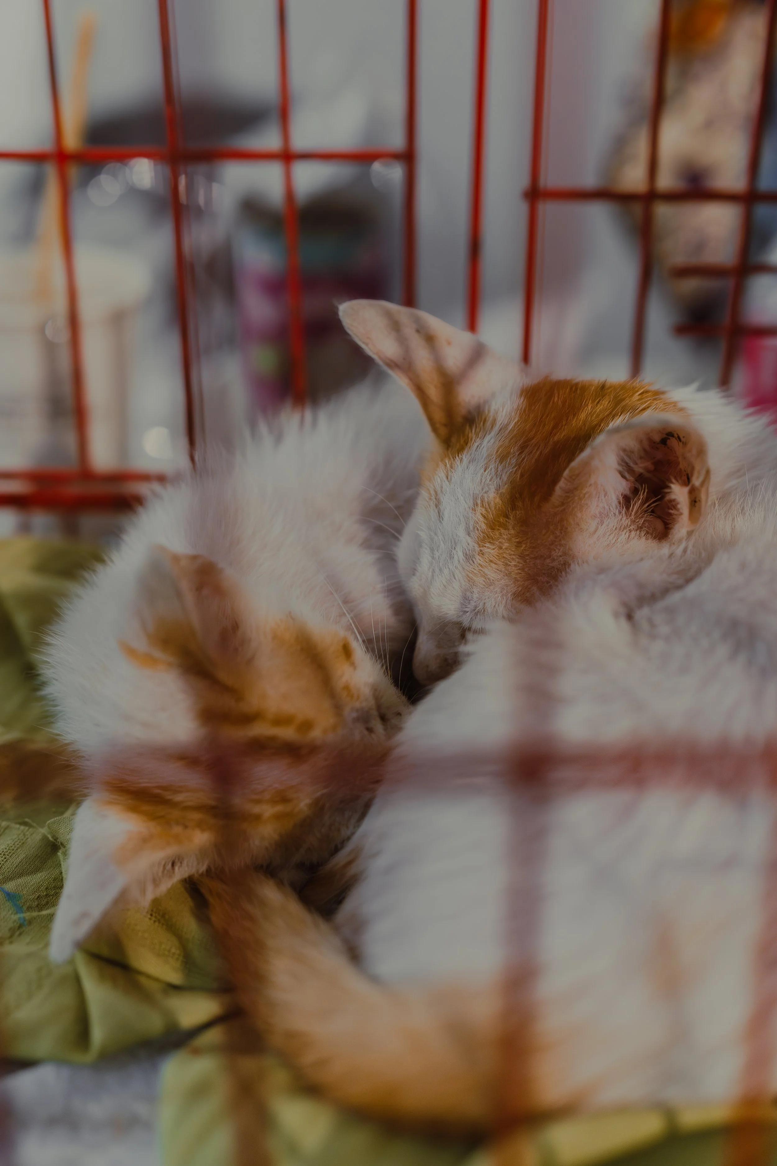 Bonded pair Doby and Lune