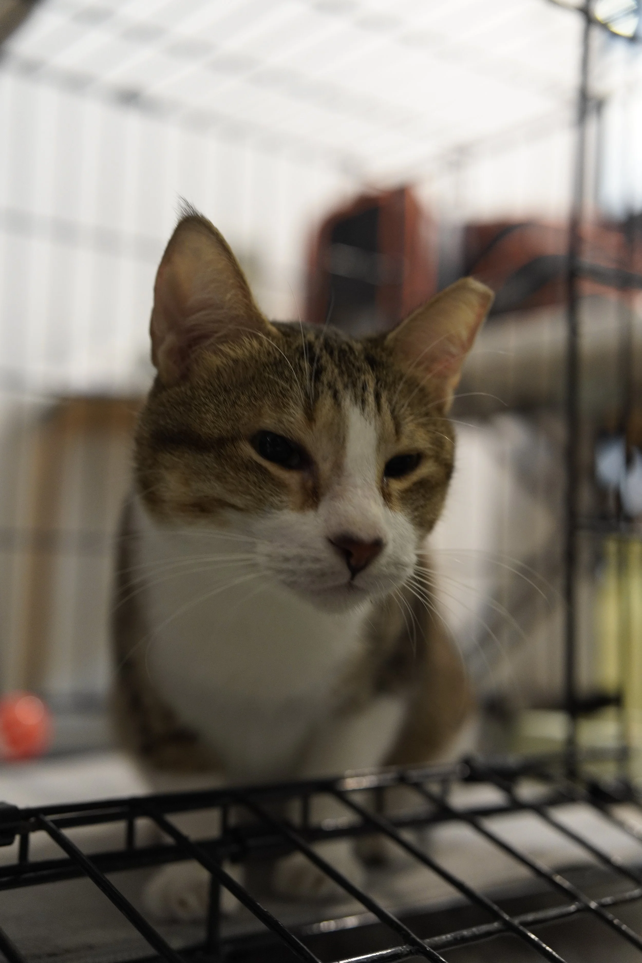 Colby, 2yr+, neutered. Generally sweet. Needs playtime. Happy with lots of humans, shy around other animals. Rescued from a high-traffic area that does not break for cats